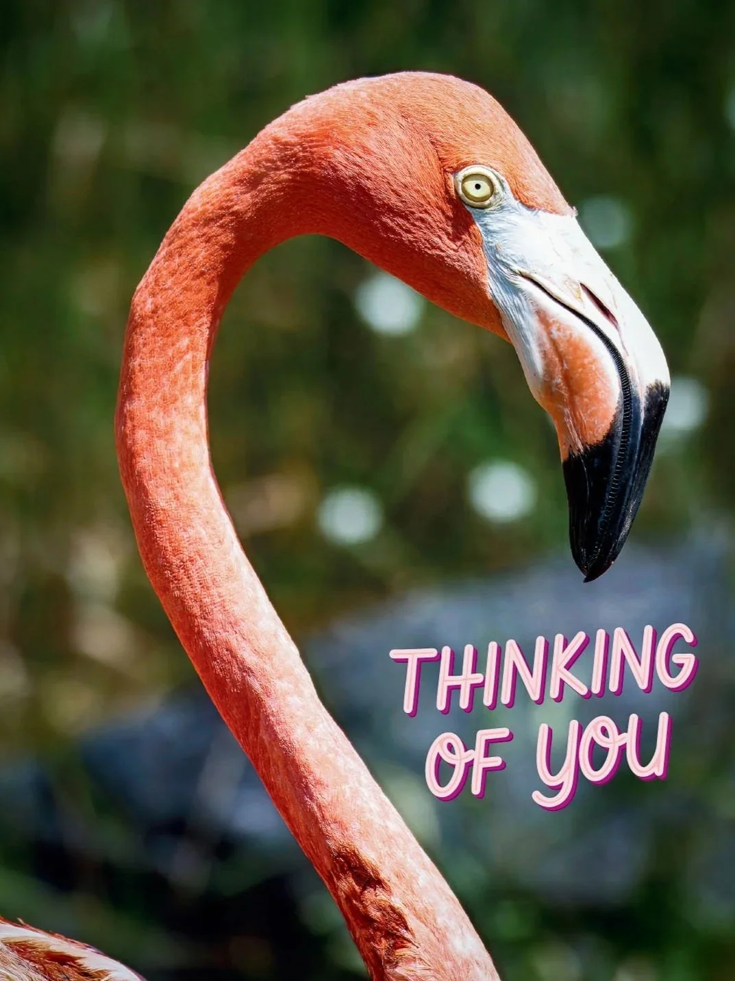 18126 Thinking of You (Flamingo)