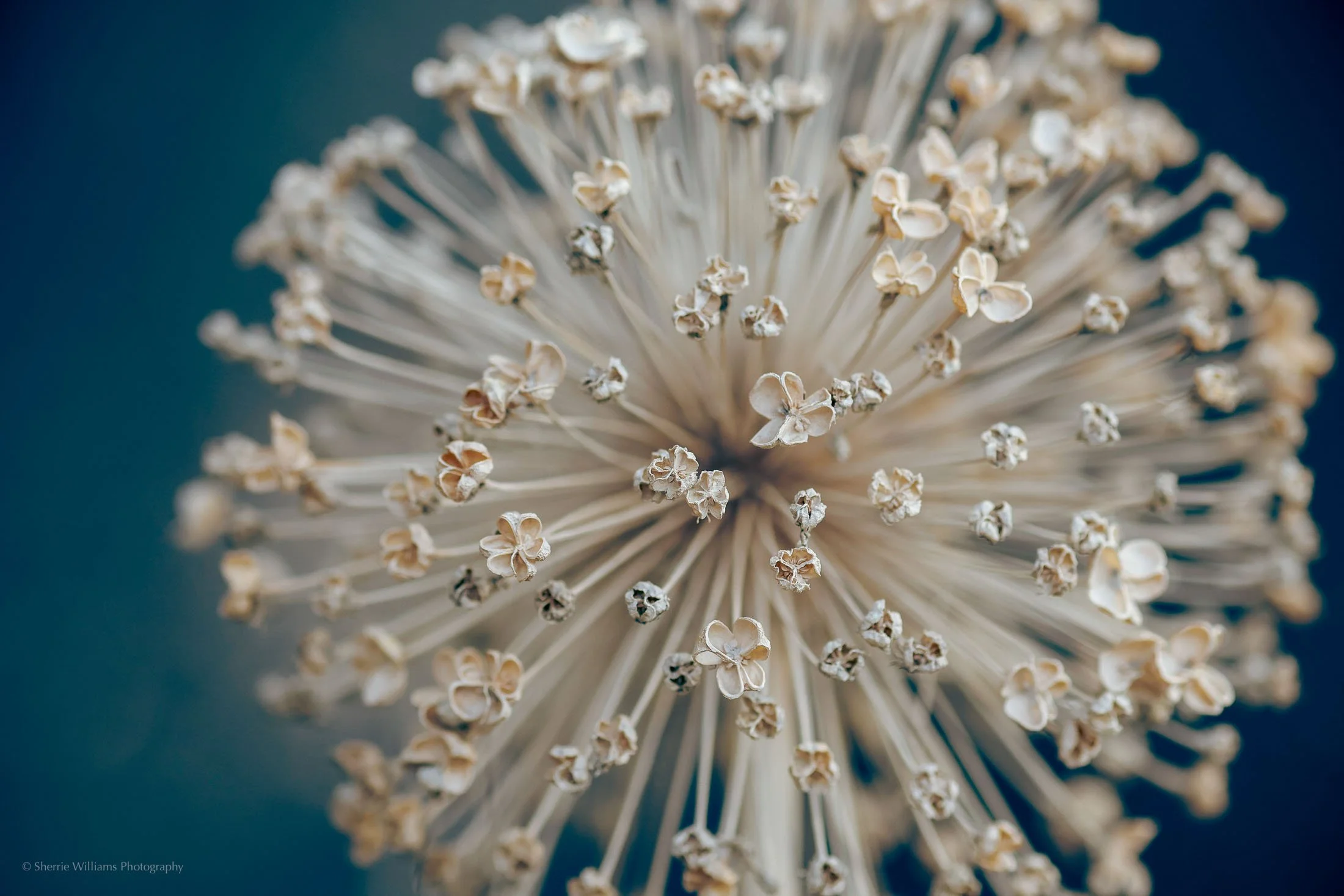 flowers SWP- Web -46.jpg