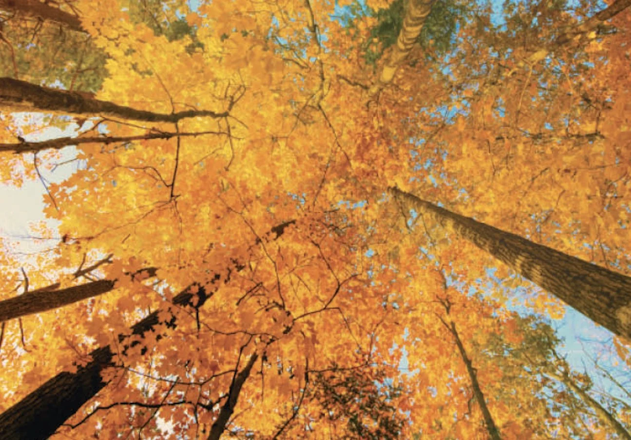 20826 Fall Canopy