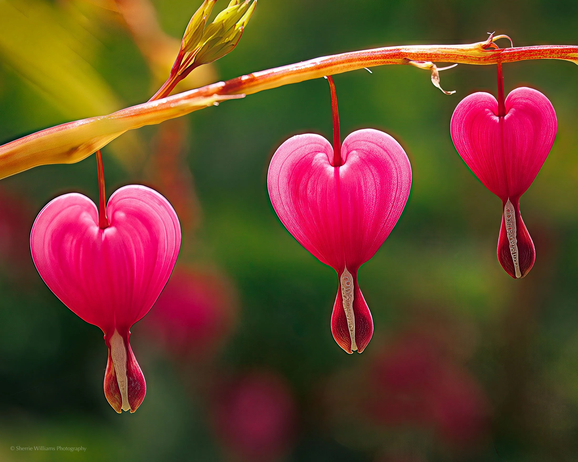 Bleeding Hearts