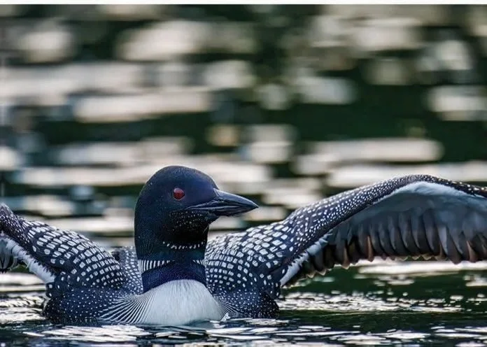 20926+Loon+in+Flight.jpg