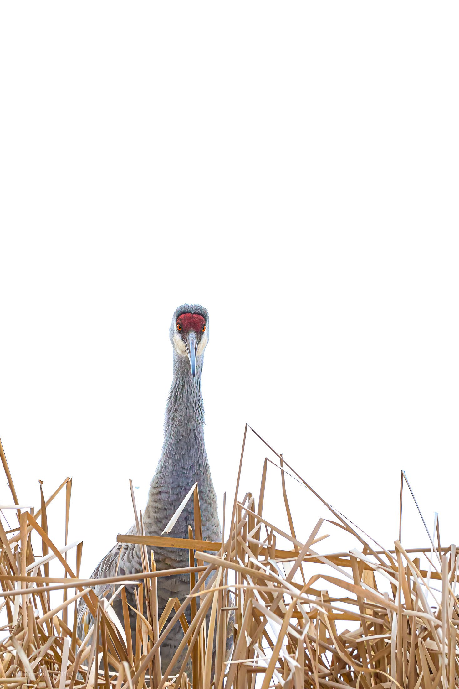 birds SWP- Web -75.jpg
