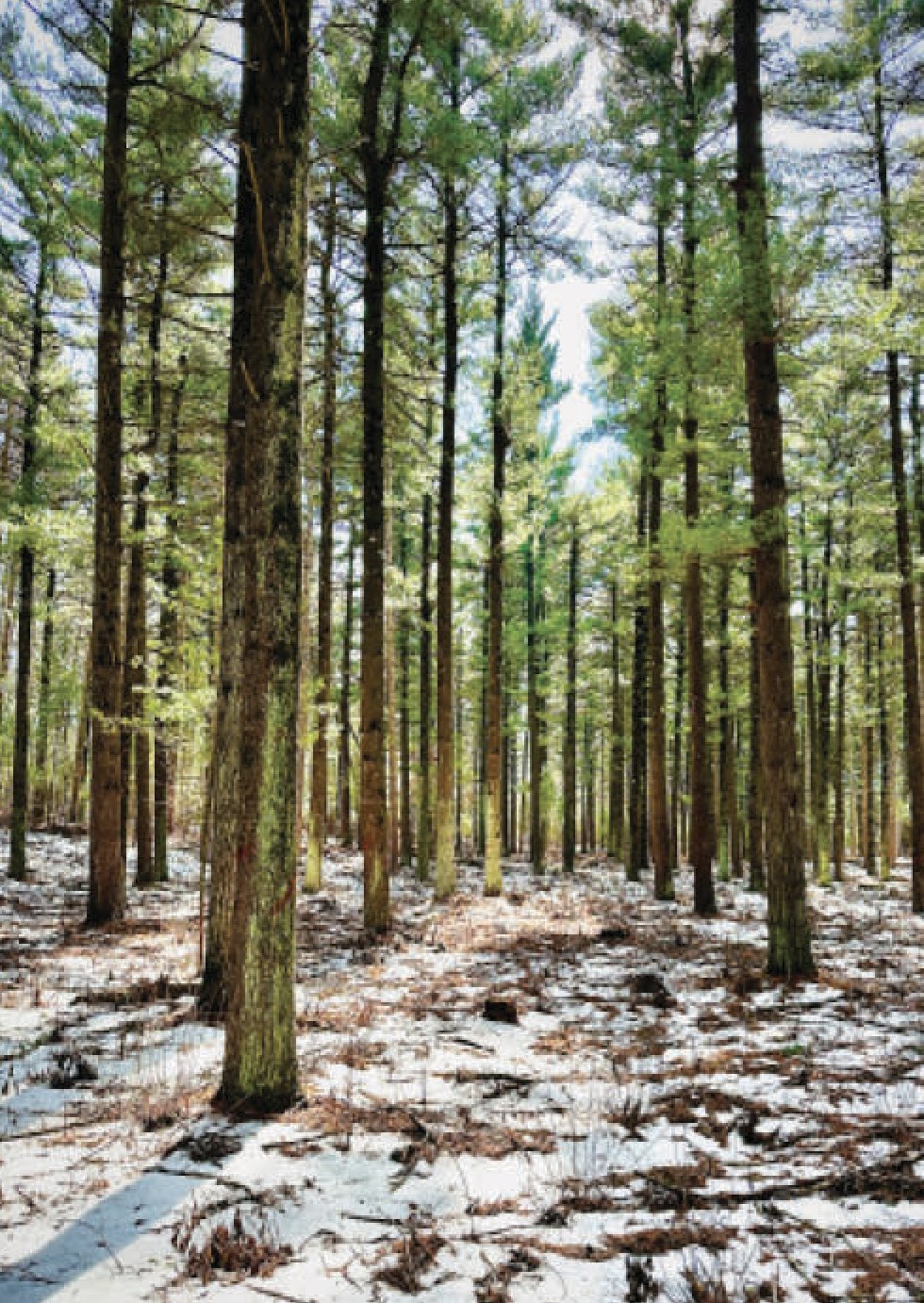 20226 Winter Pines