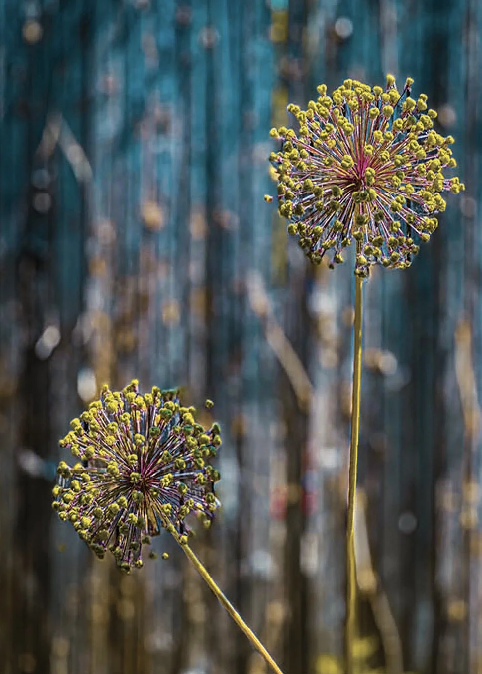 10726 Chicago Bloom