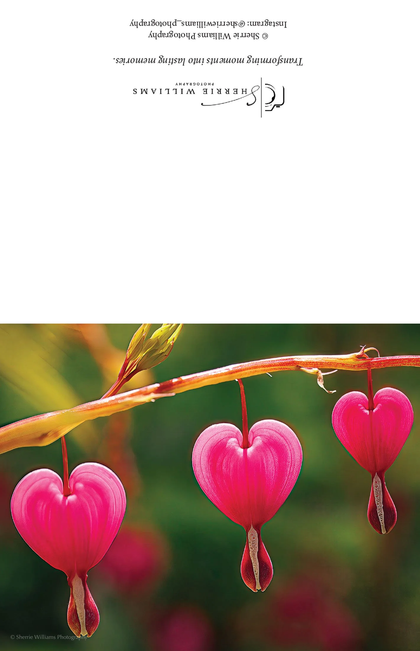 Bleeding Hearts