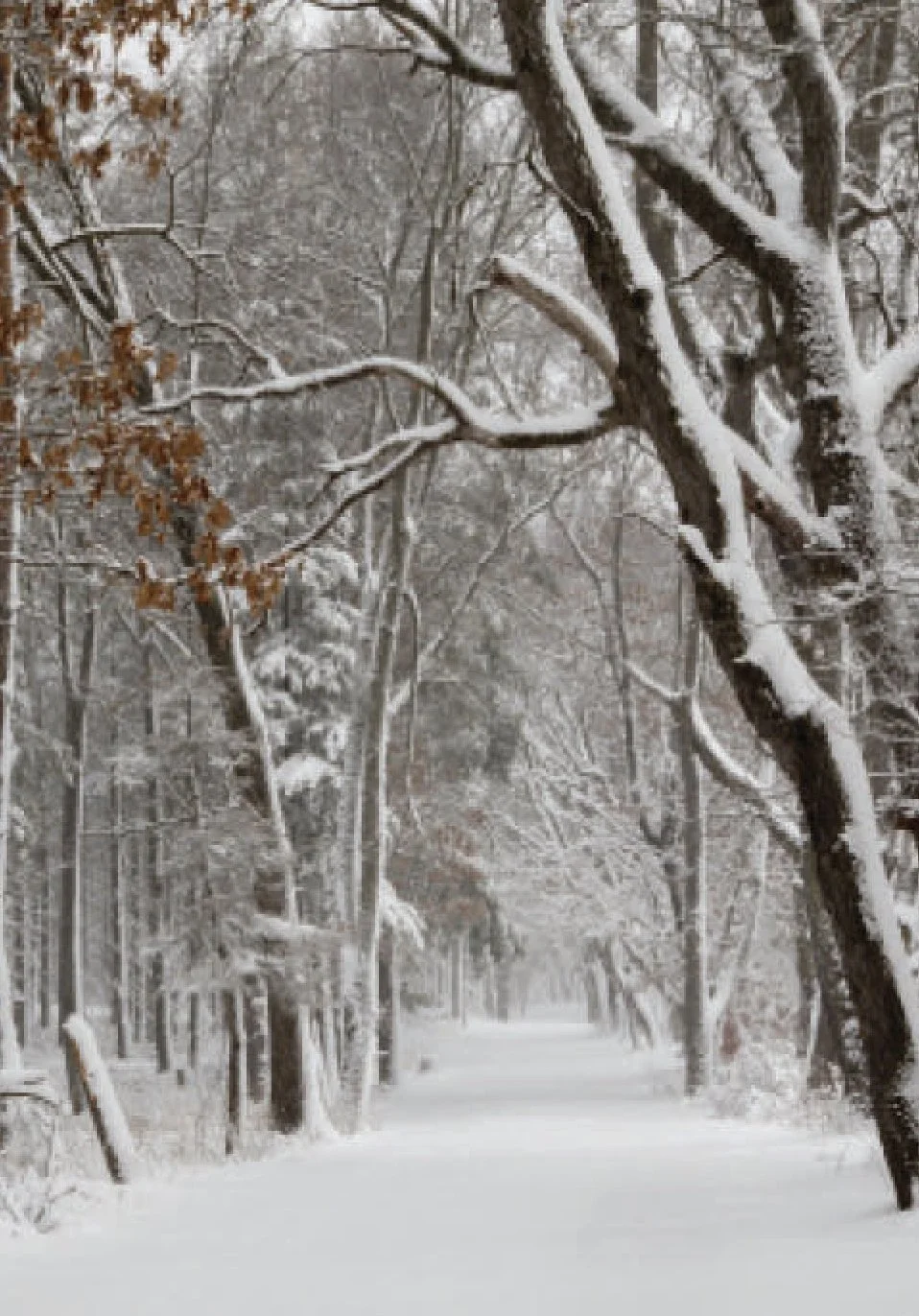 20326 Snowy Path