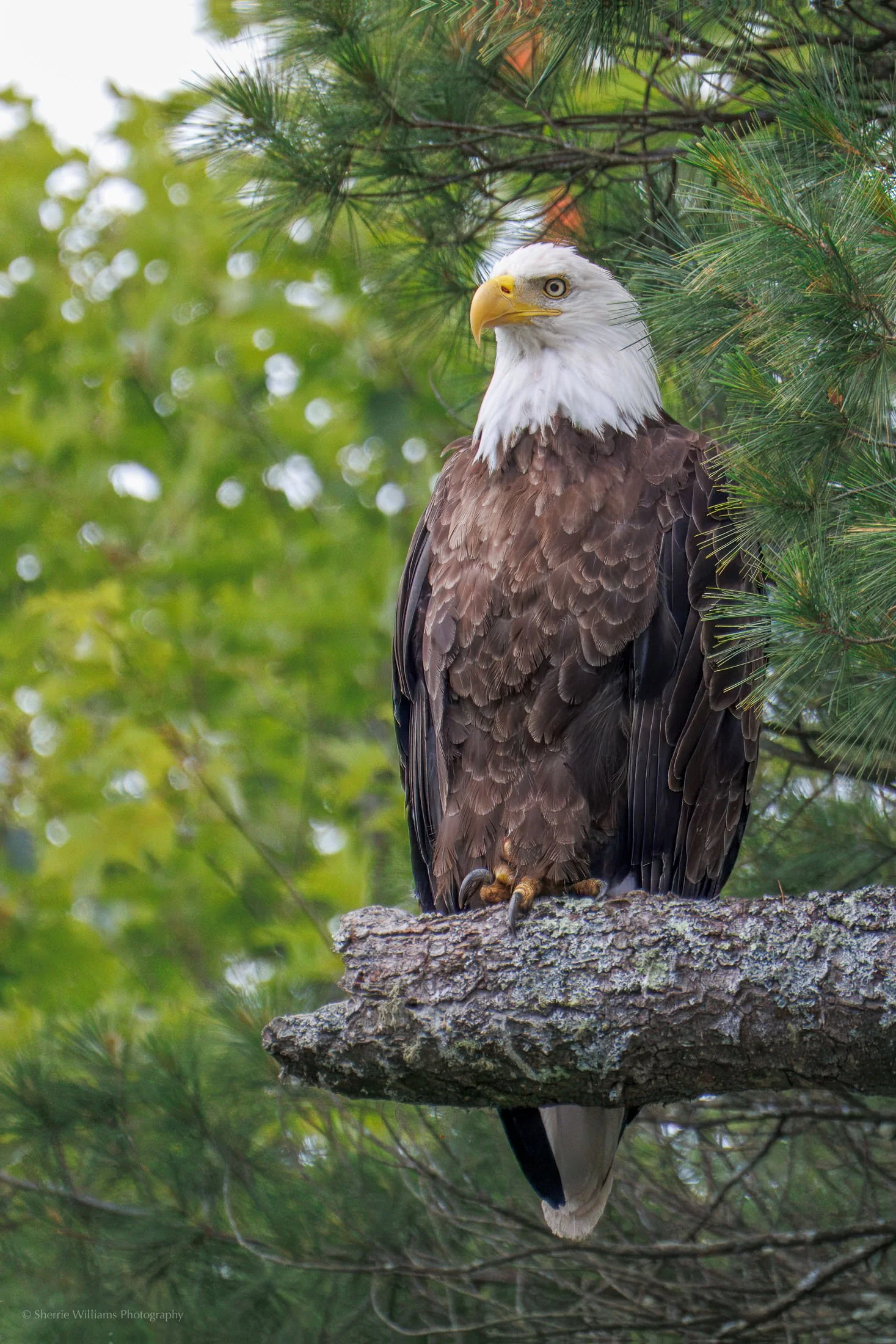 wildlife SWP- Web -57.jpg