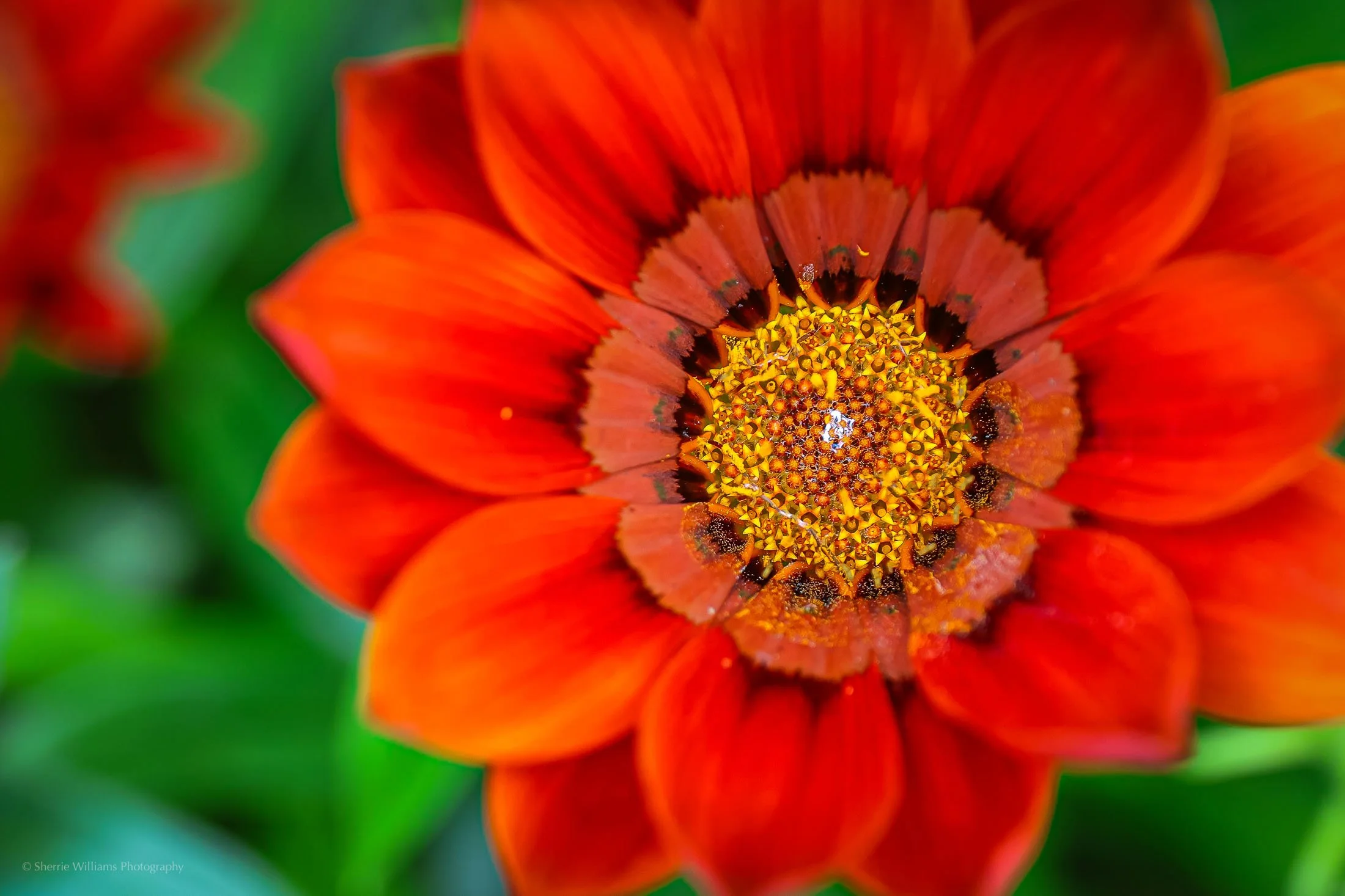 flowers SWP- Web -40.jpg
