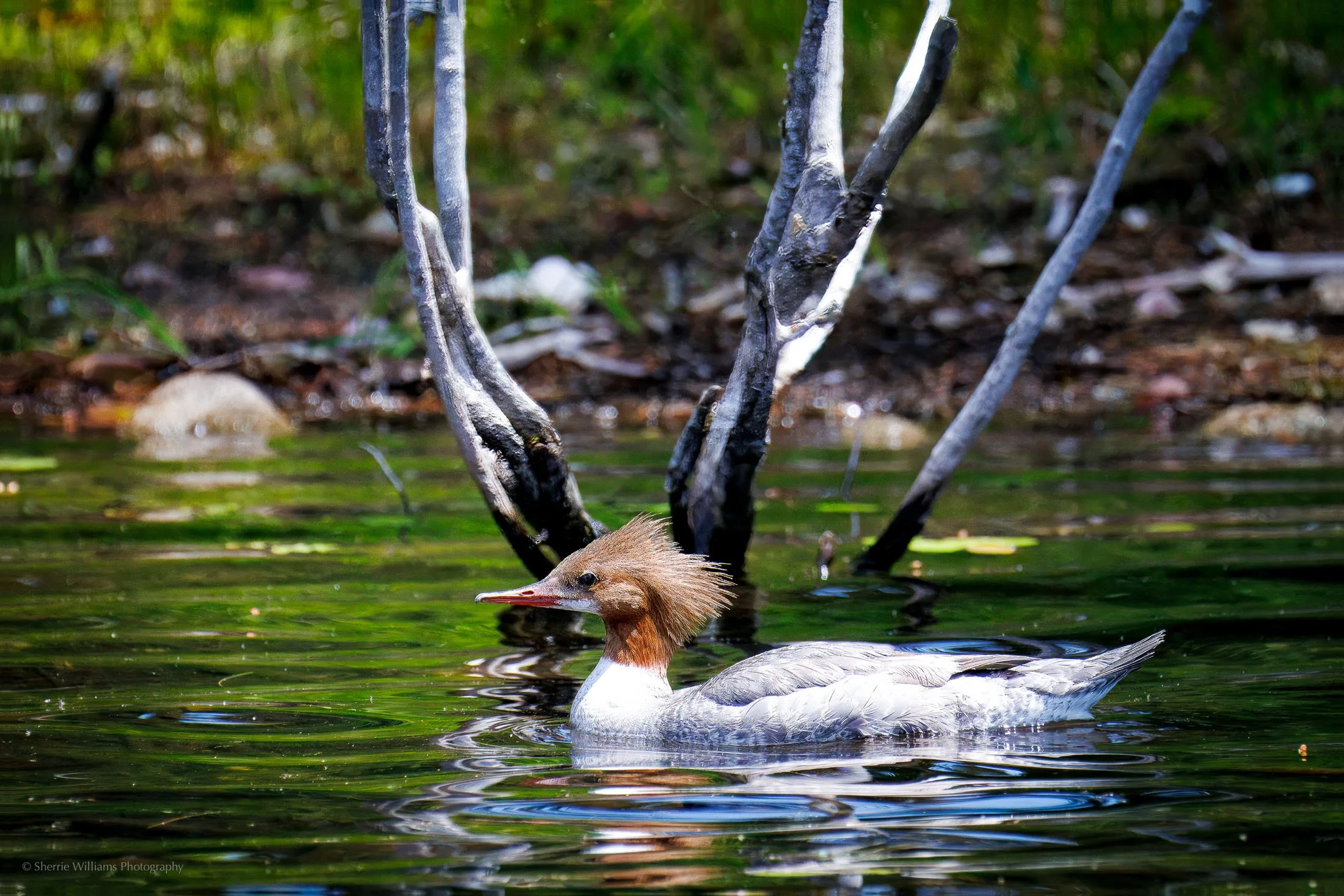 birds SWP- Web -35.jpg
