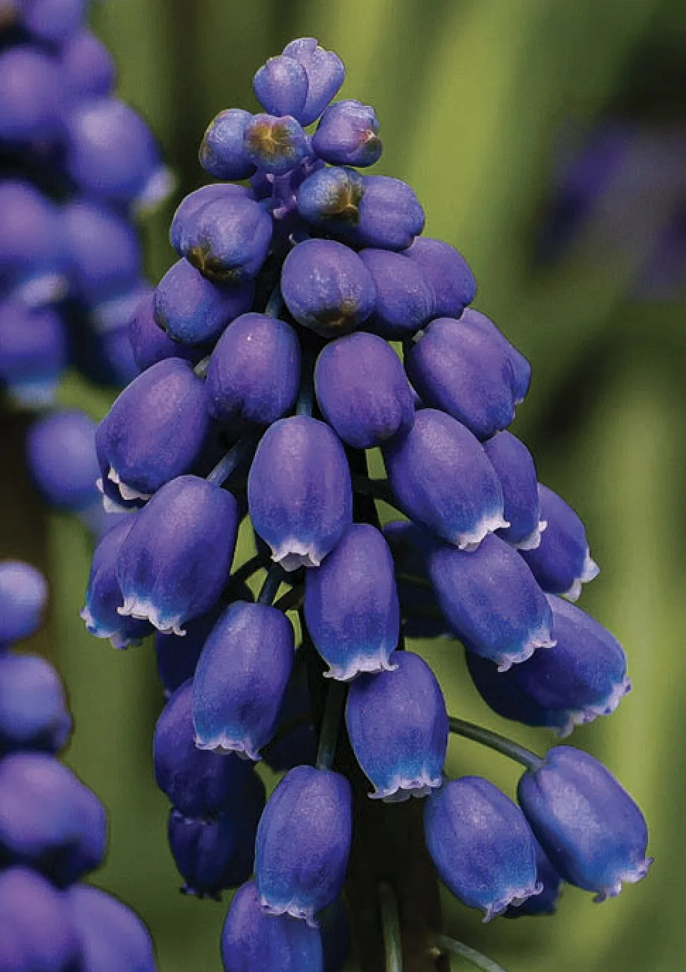 13626 Grape Hyacinth