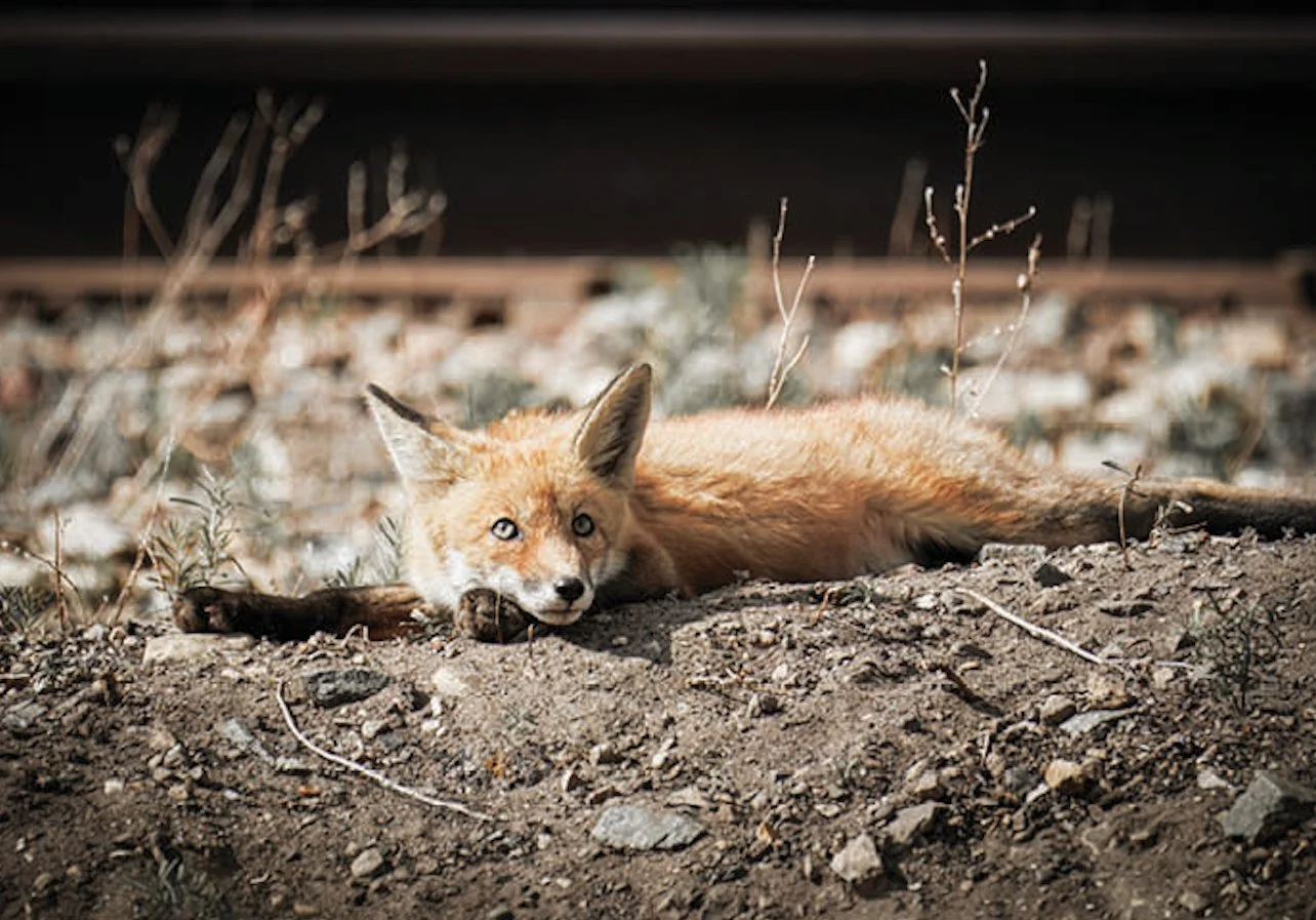 21226 Wide Eyed Fox