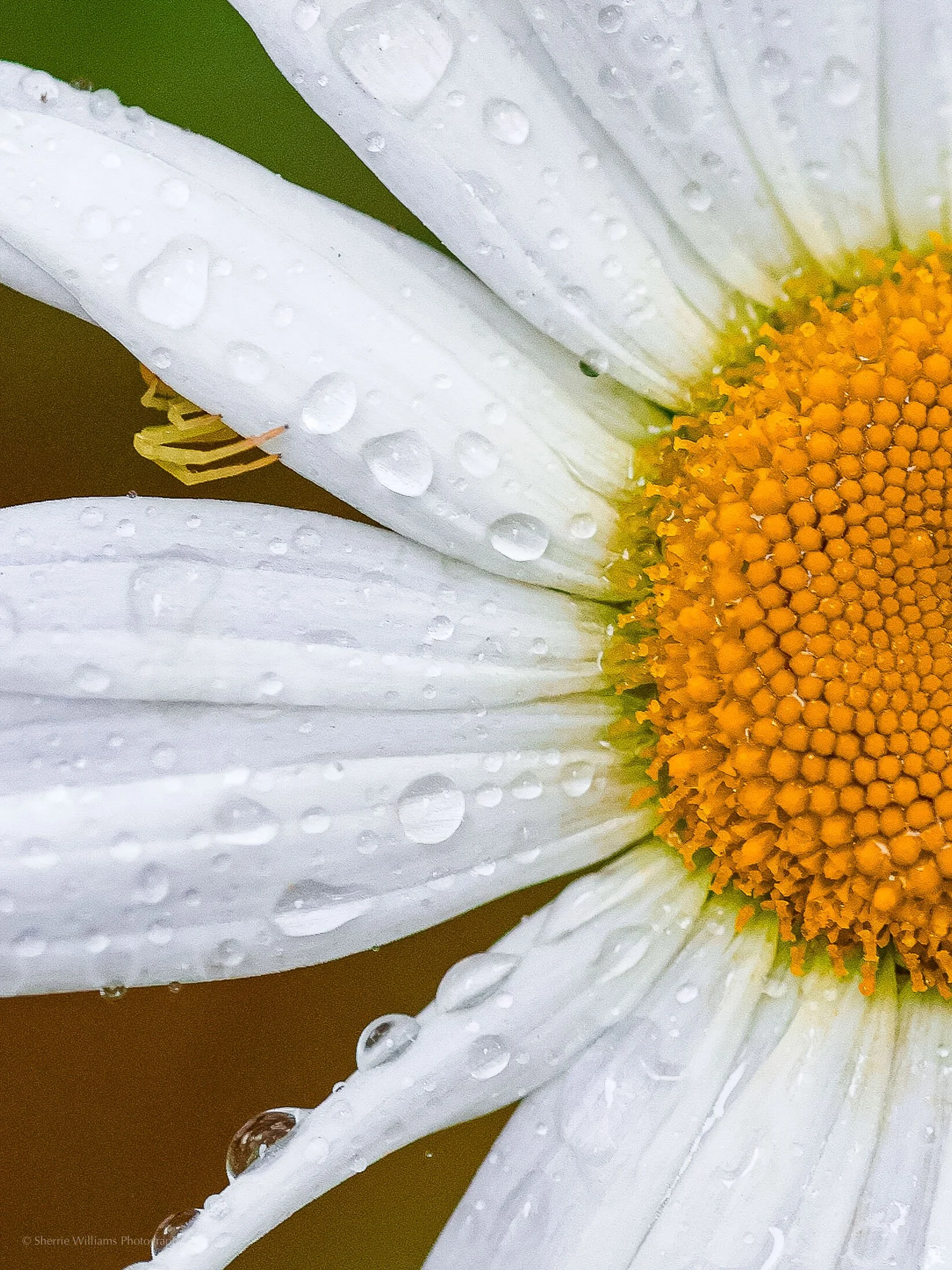 SHERRIE WILLIAMS PHOTOGRAPHY_WEB-23.jpg