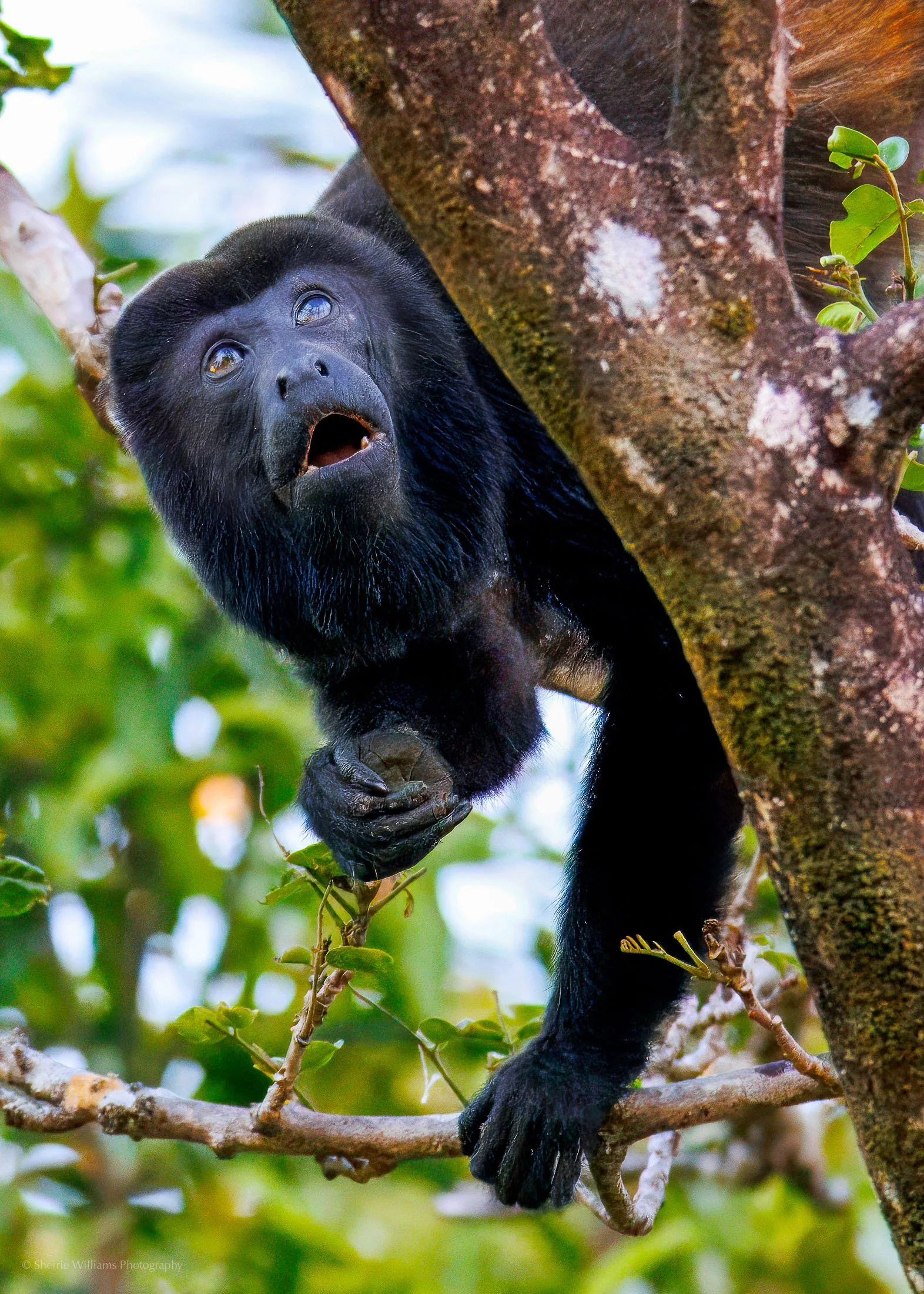 wildlife SWP- Web -54.jpg