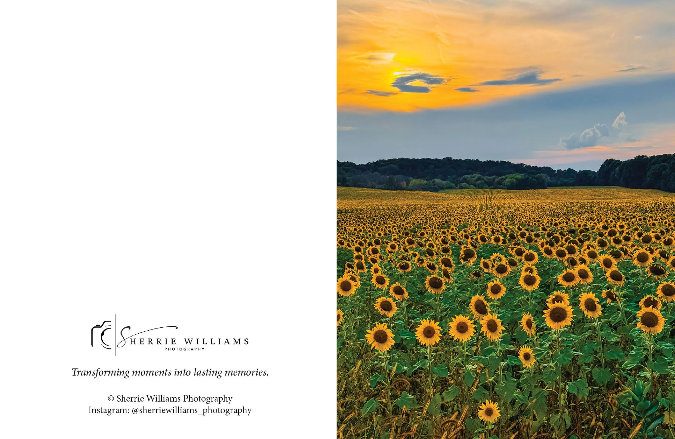 Field of Gold Greeting Card