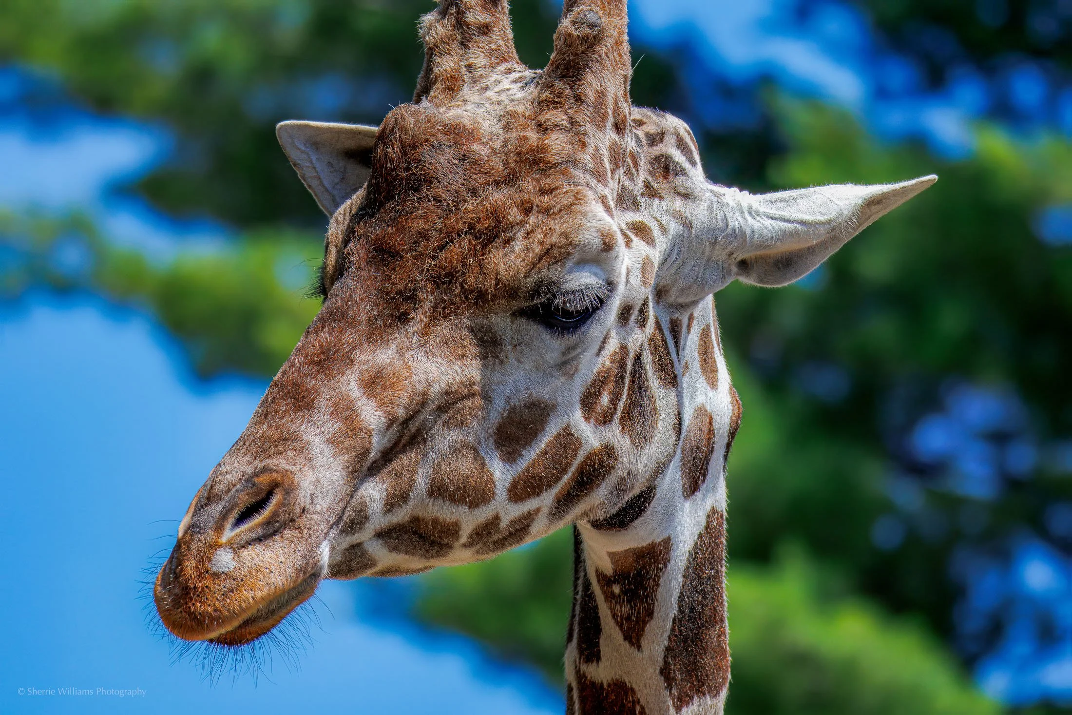 wildlife SWP- Web -56.jpg