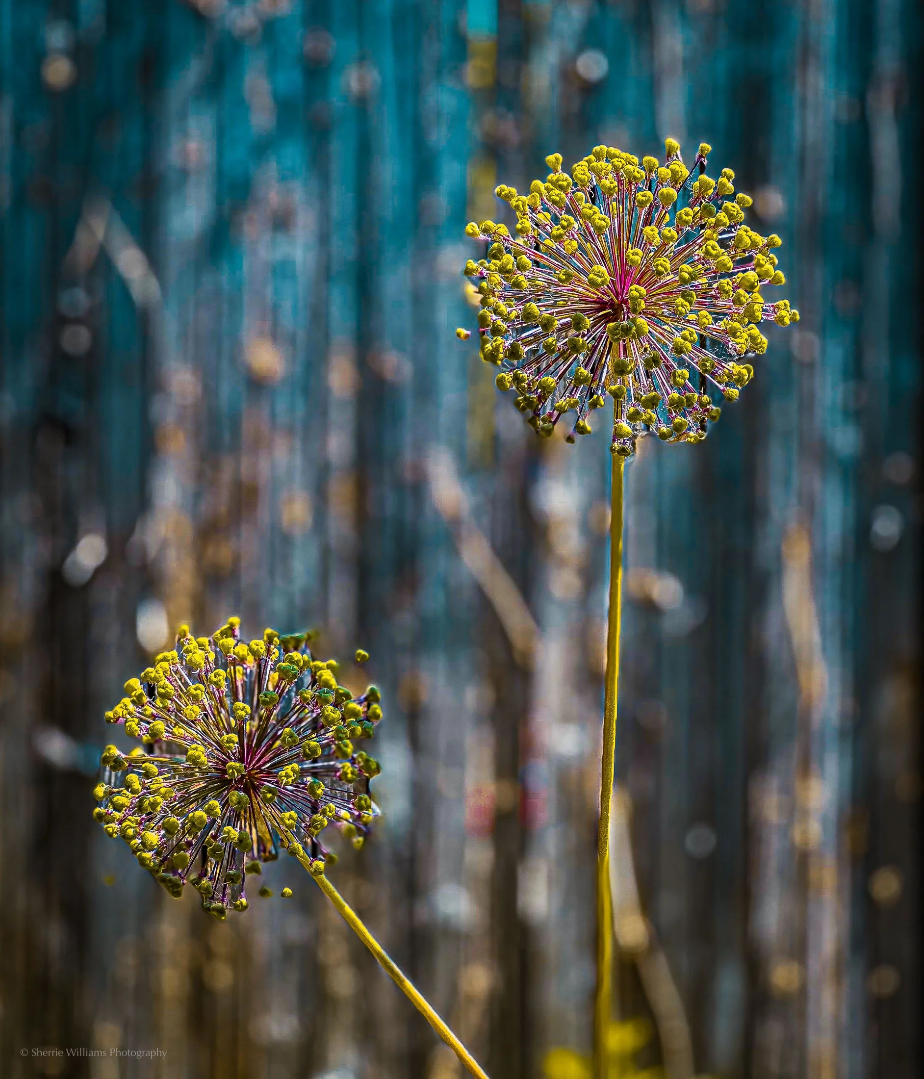SHERRIE WILLIAMS PHOTOGRAPHY_WEB-17.jpg
