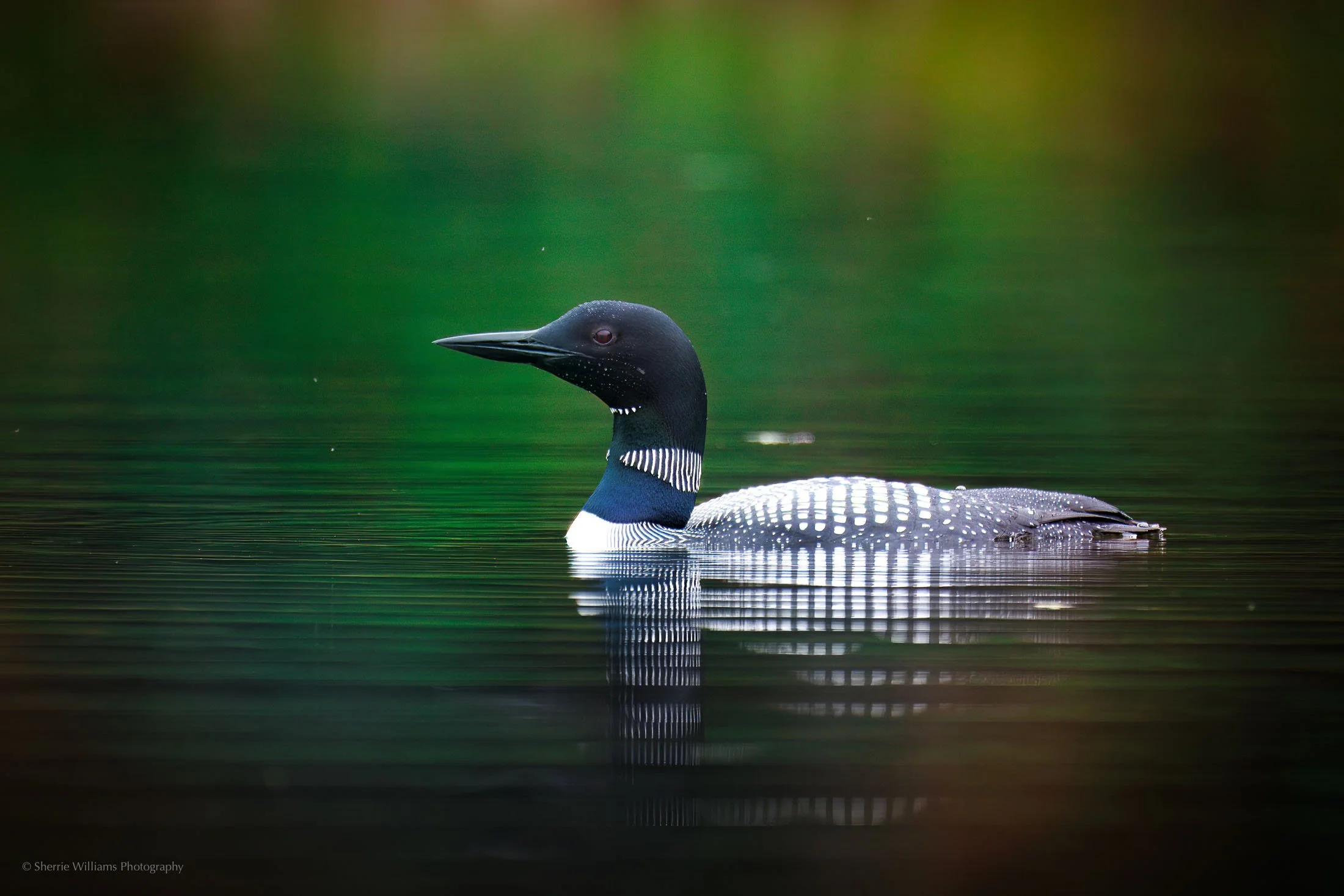 Quiet Waters