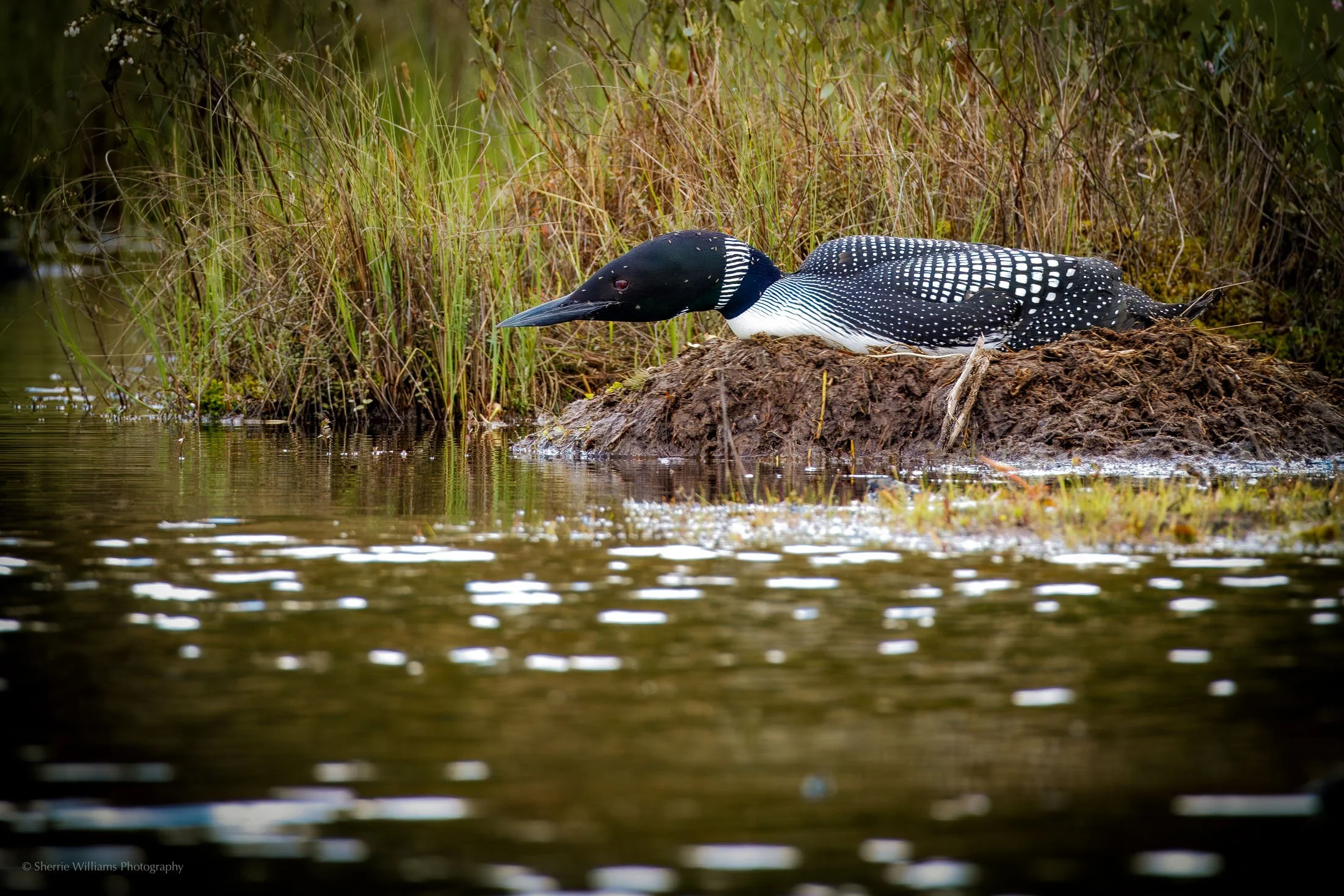 loon on nest SWP- Web -33.jpg
