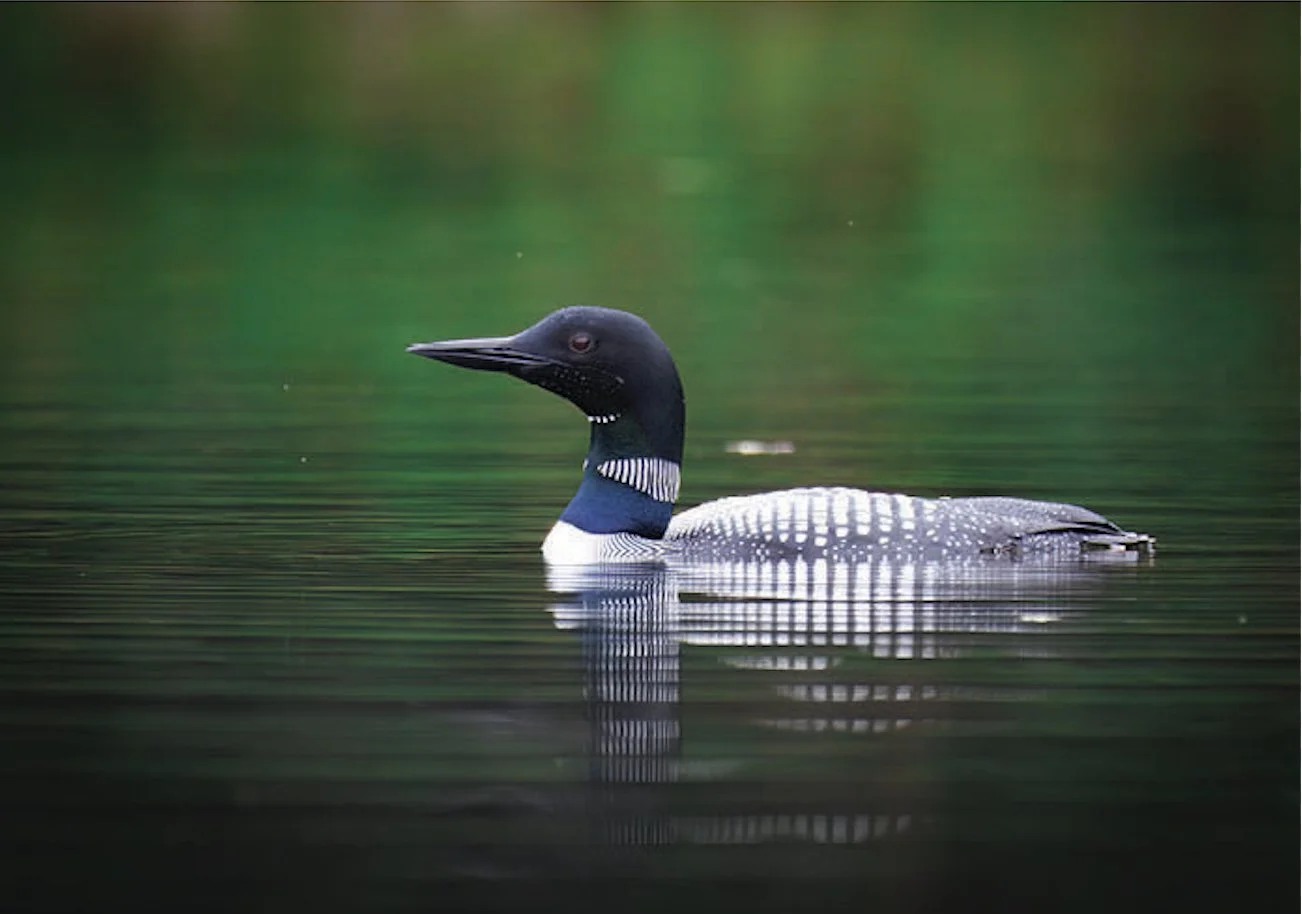 21026 Loon Reflections
