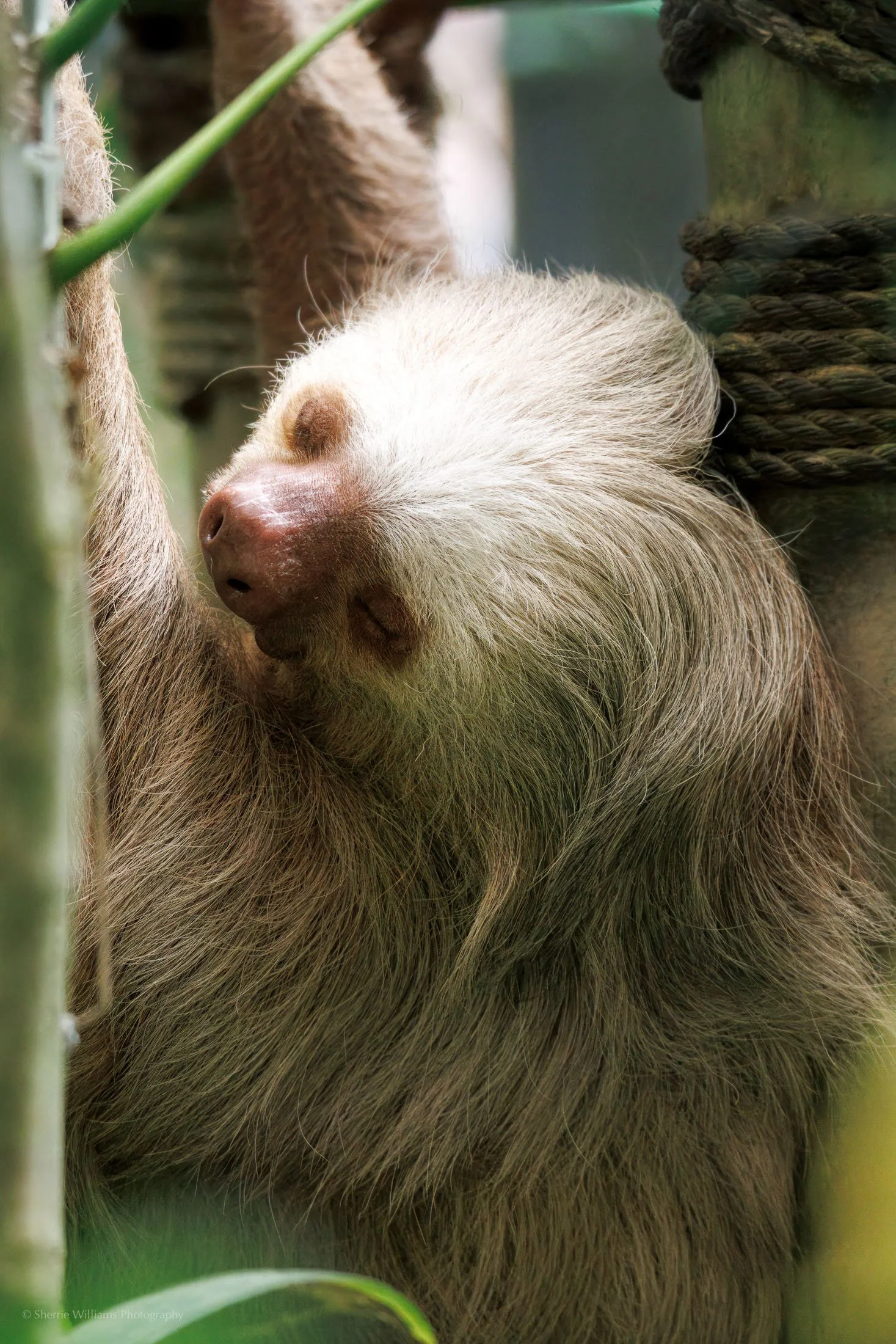 SLOTH