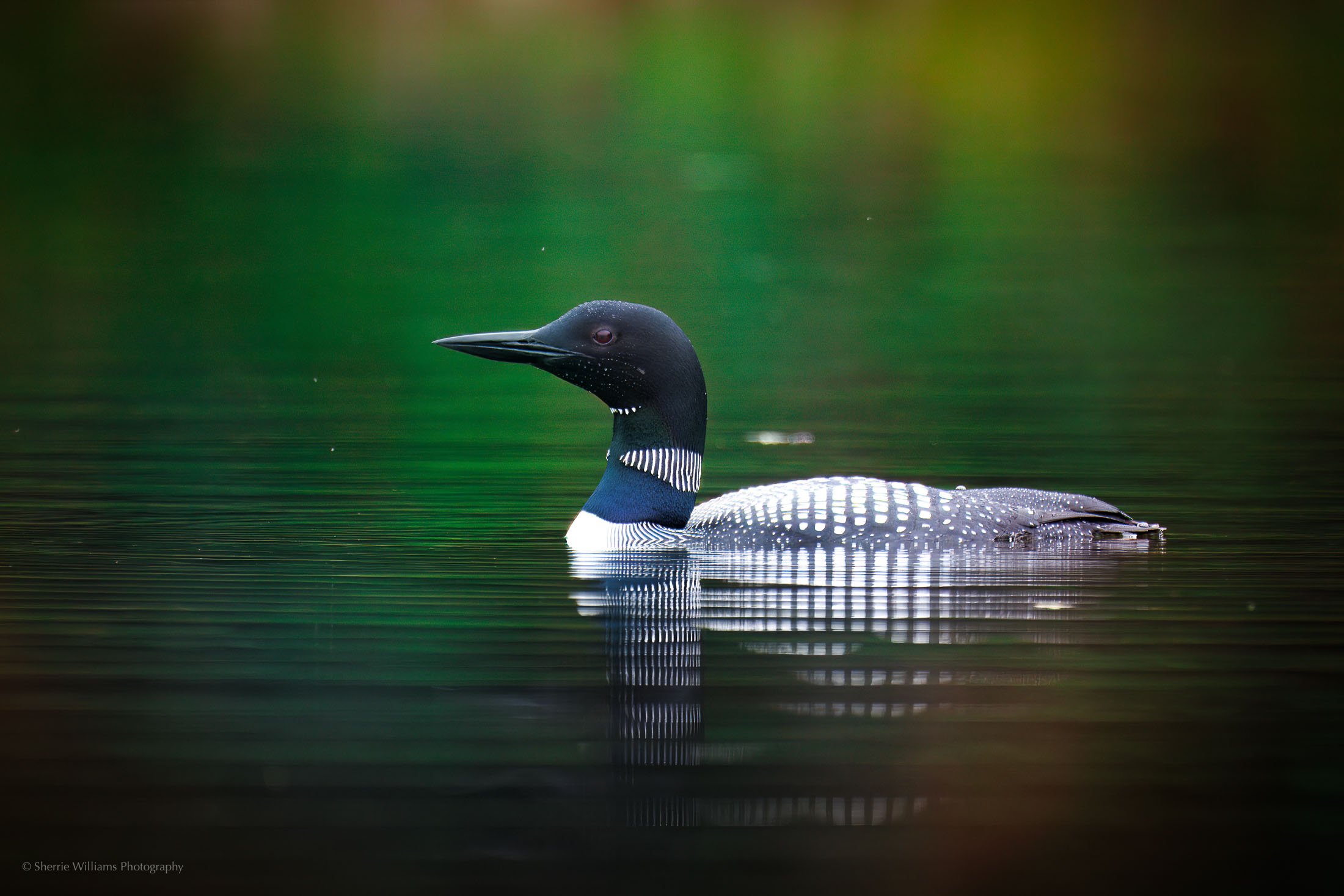 SHERRIE WILLIAMS PHOTOGRAPHY_WEB-15.jpg
