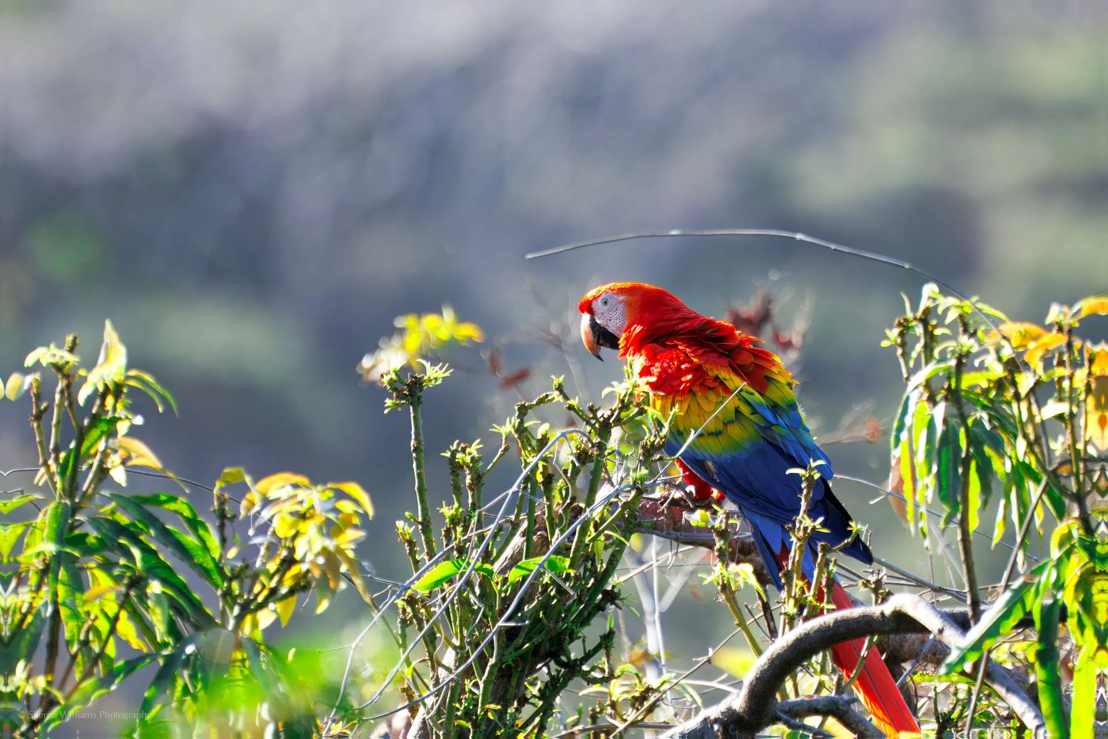 costa rica_web-6.jpg