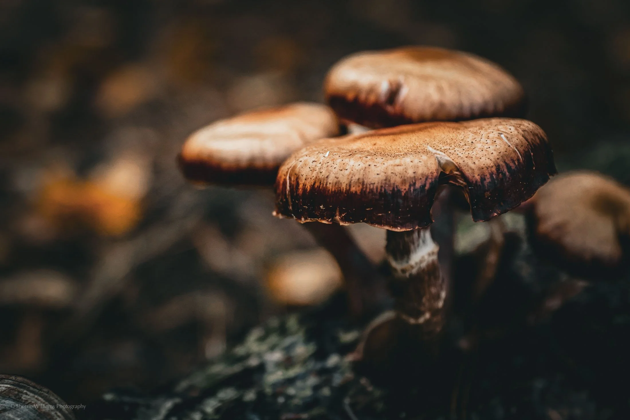 MUSHROOM SWP- Web -89.jpg