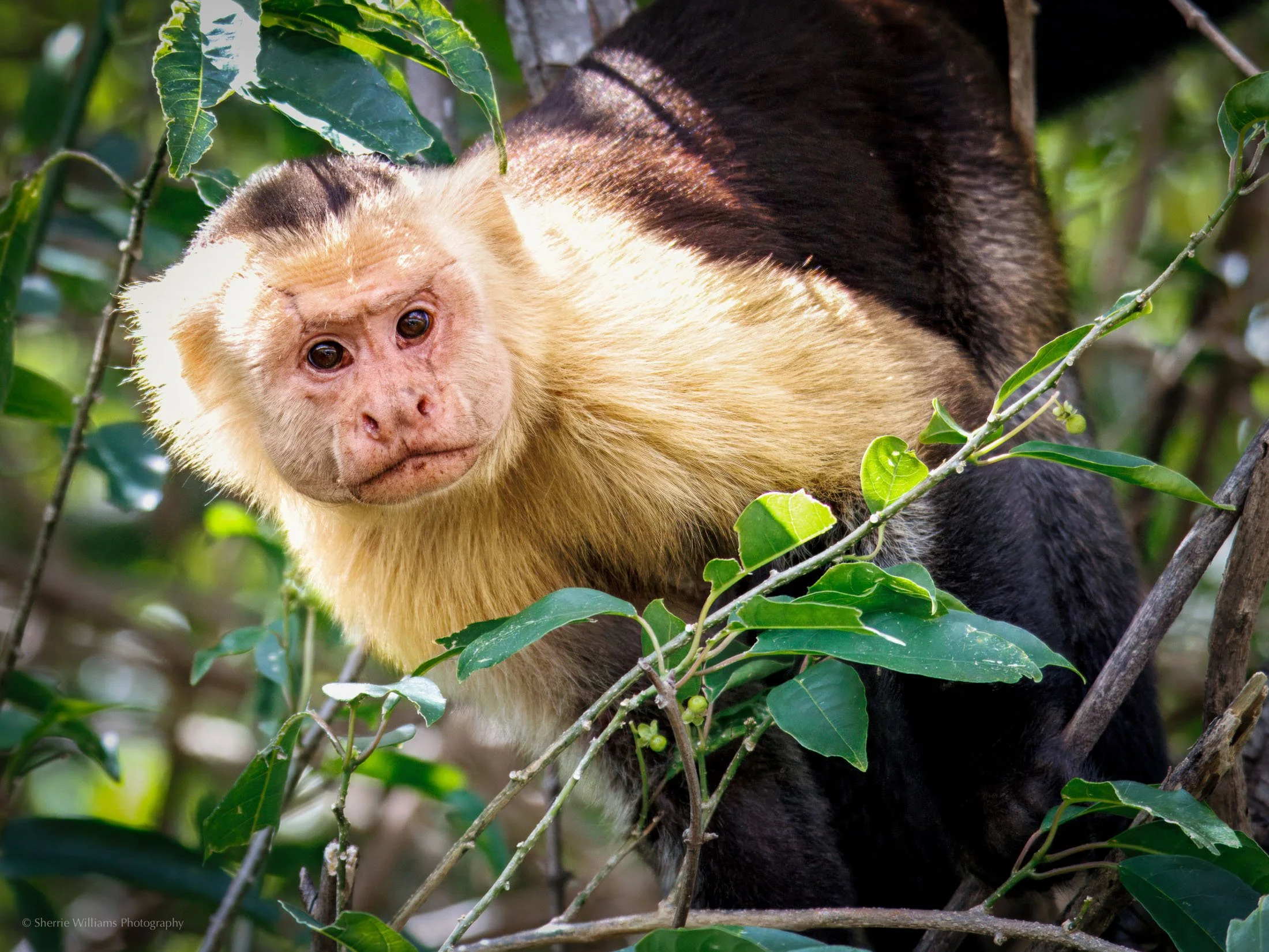 costa rica_web-3.jpg