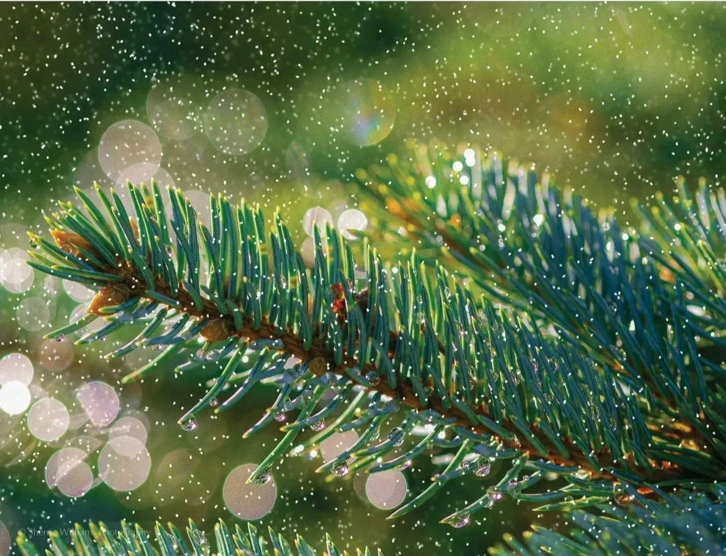 13526 Natures Needlework