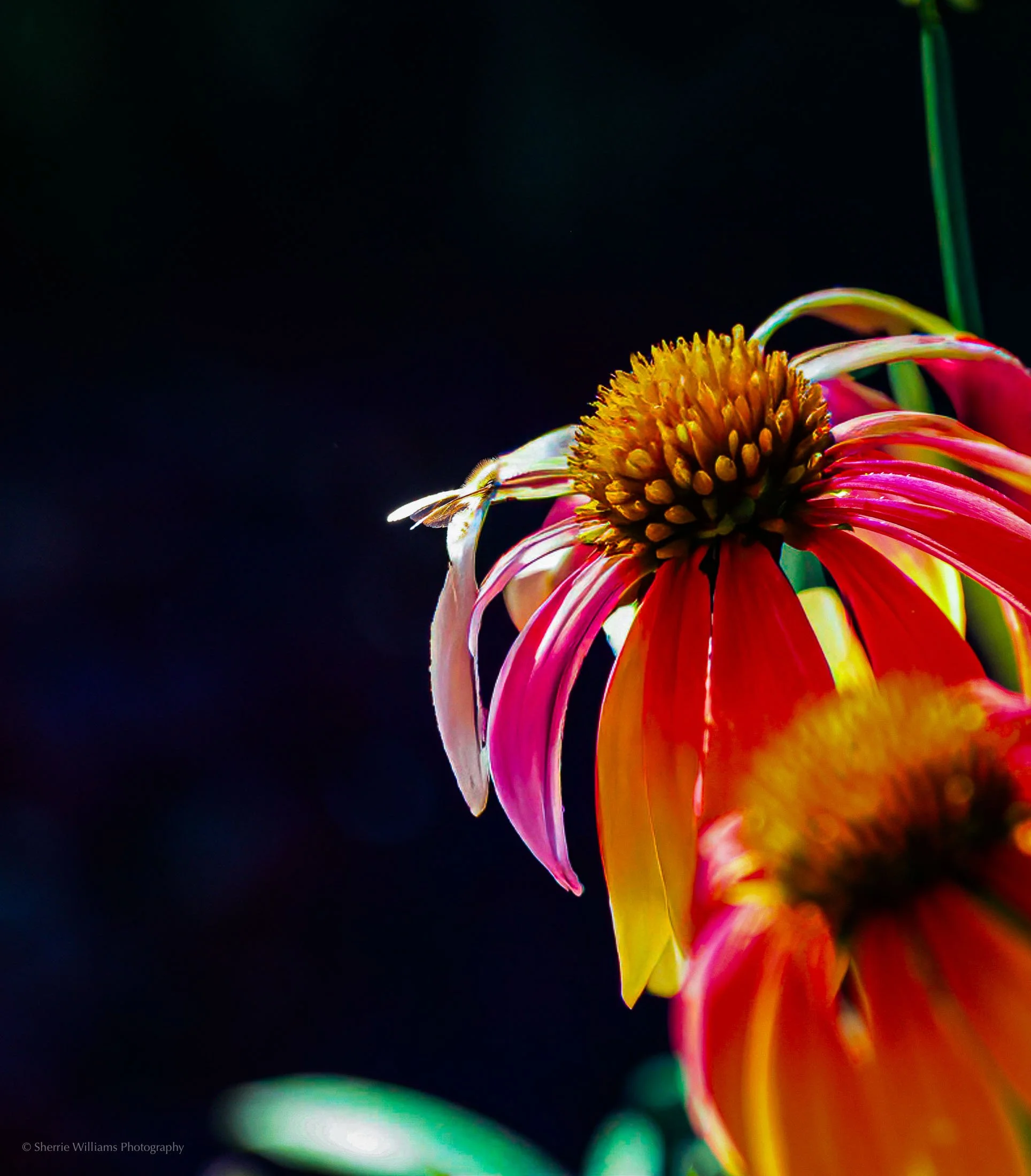 flowers SWP- Web -41.jpg