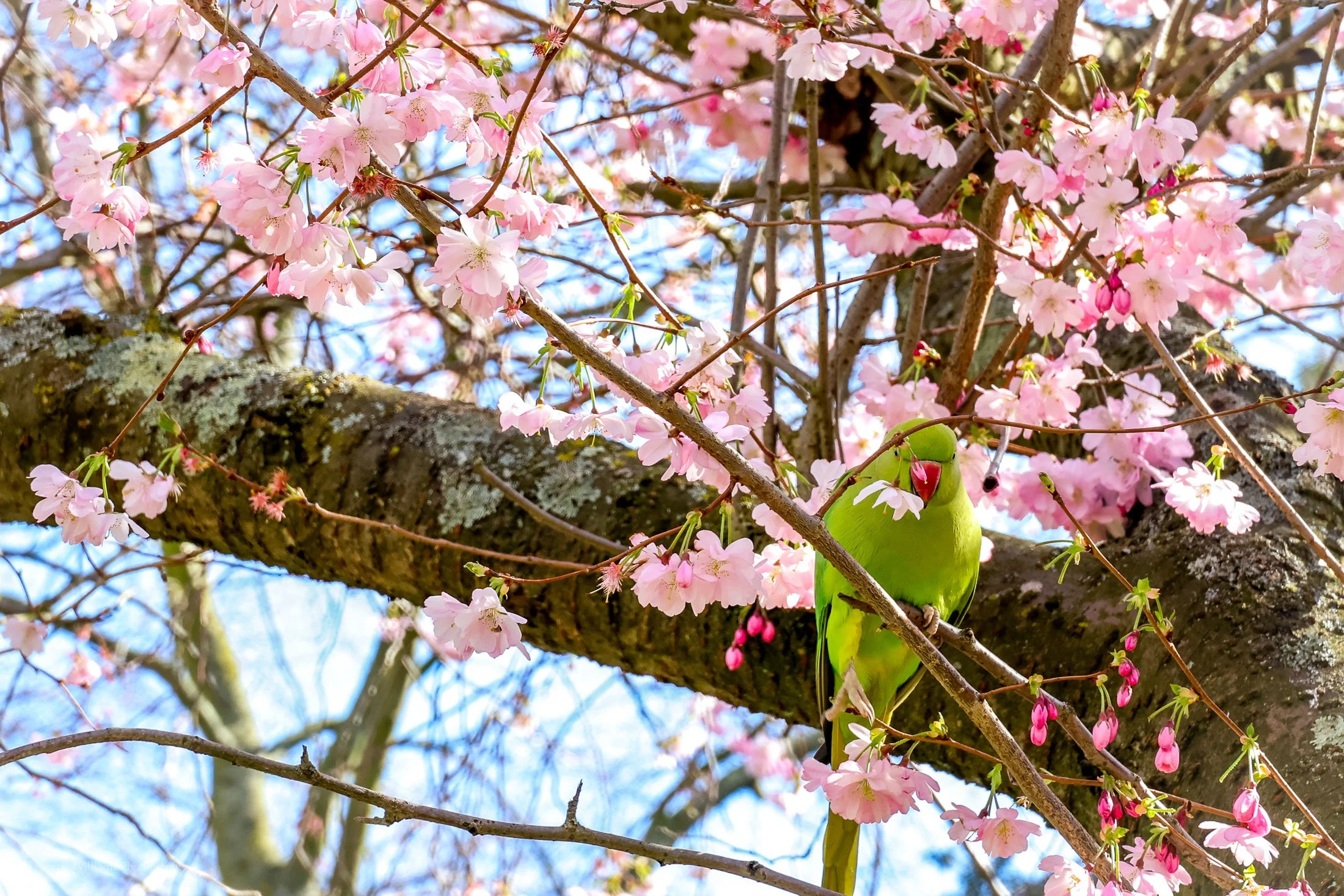 birds SWP- Web -38.jpg