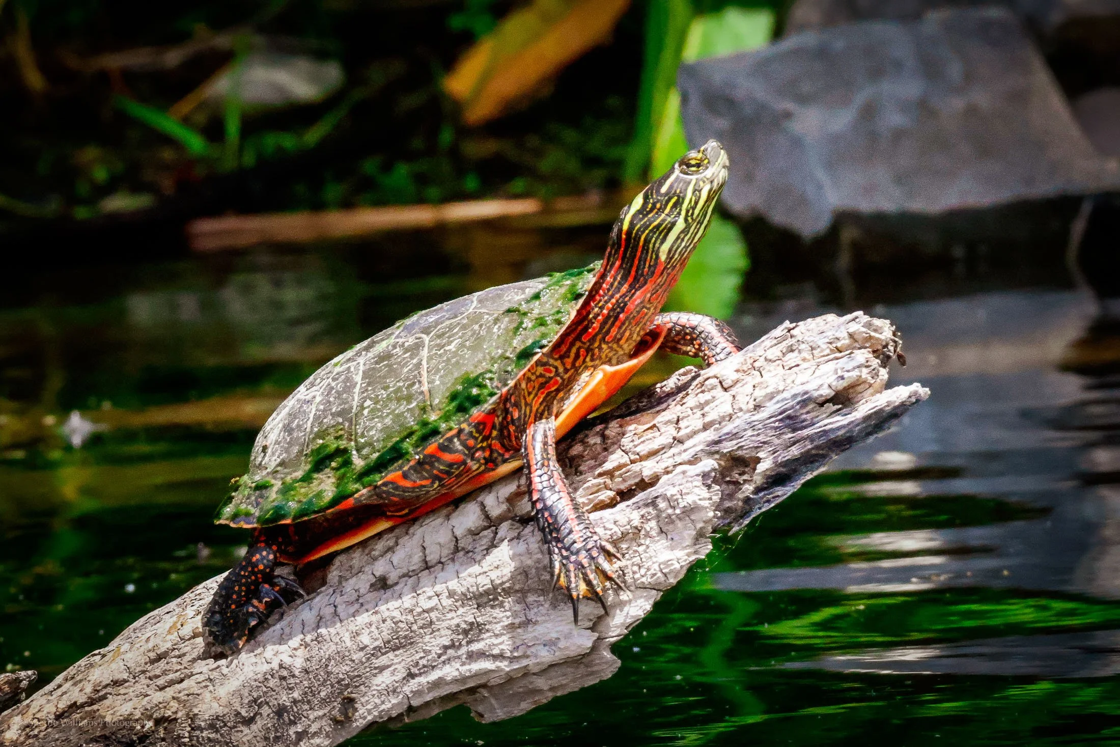 SHERRIE WILLIAMS PHOTOGRAPHY_WEB-14.jpg