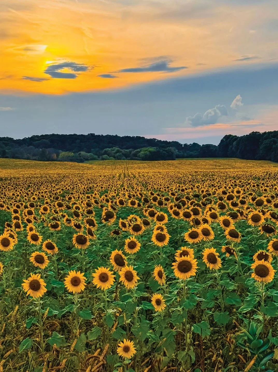 17826 Field of Gold