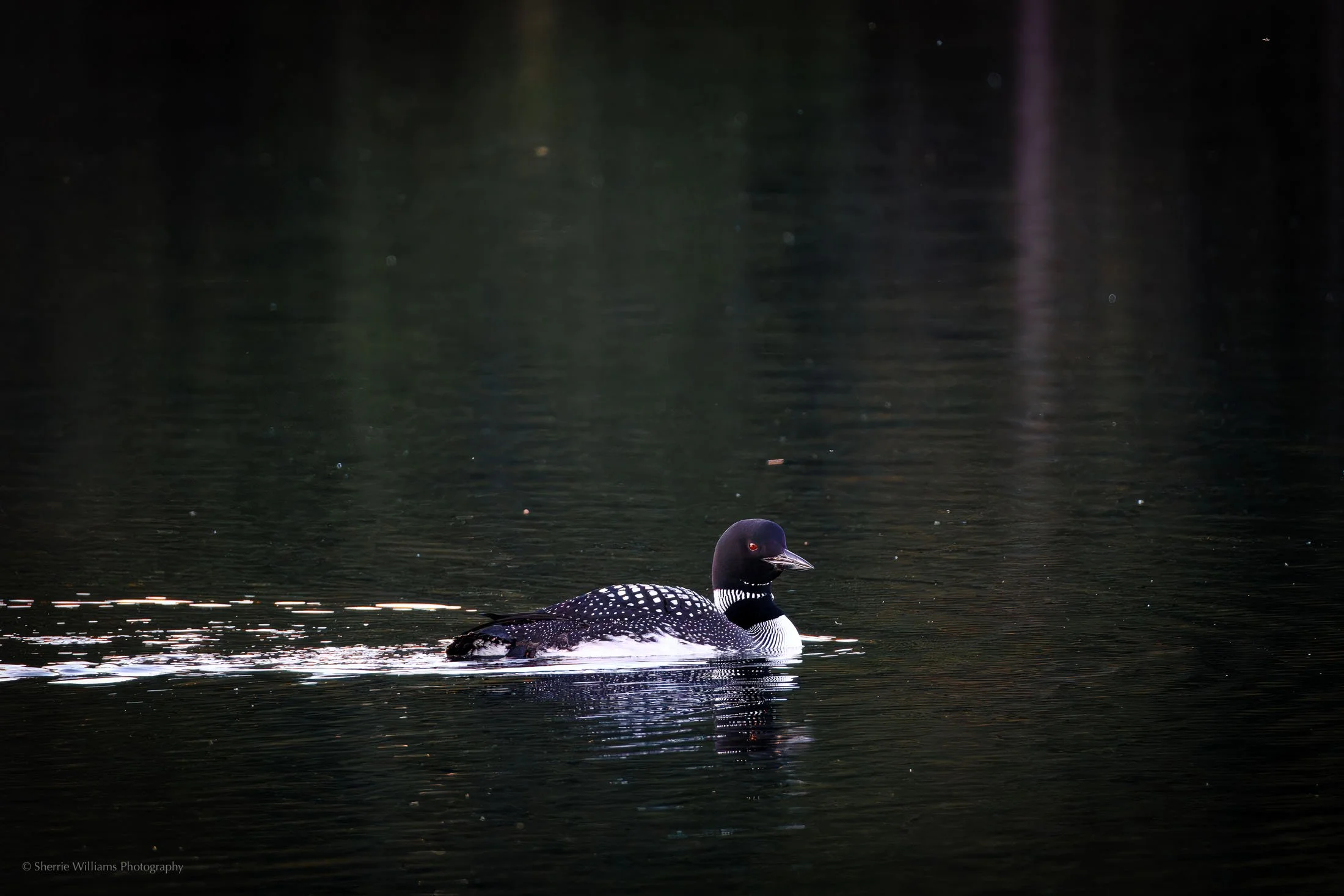 birds SWP- Web -36.jpg