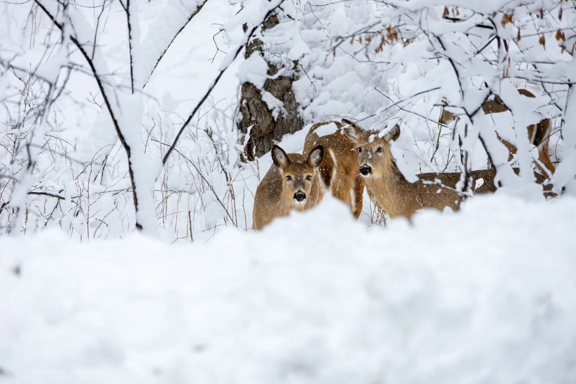 wildlife SWP- Web -58.jpg