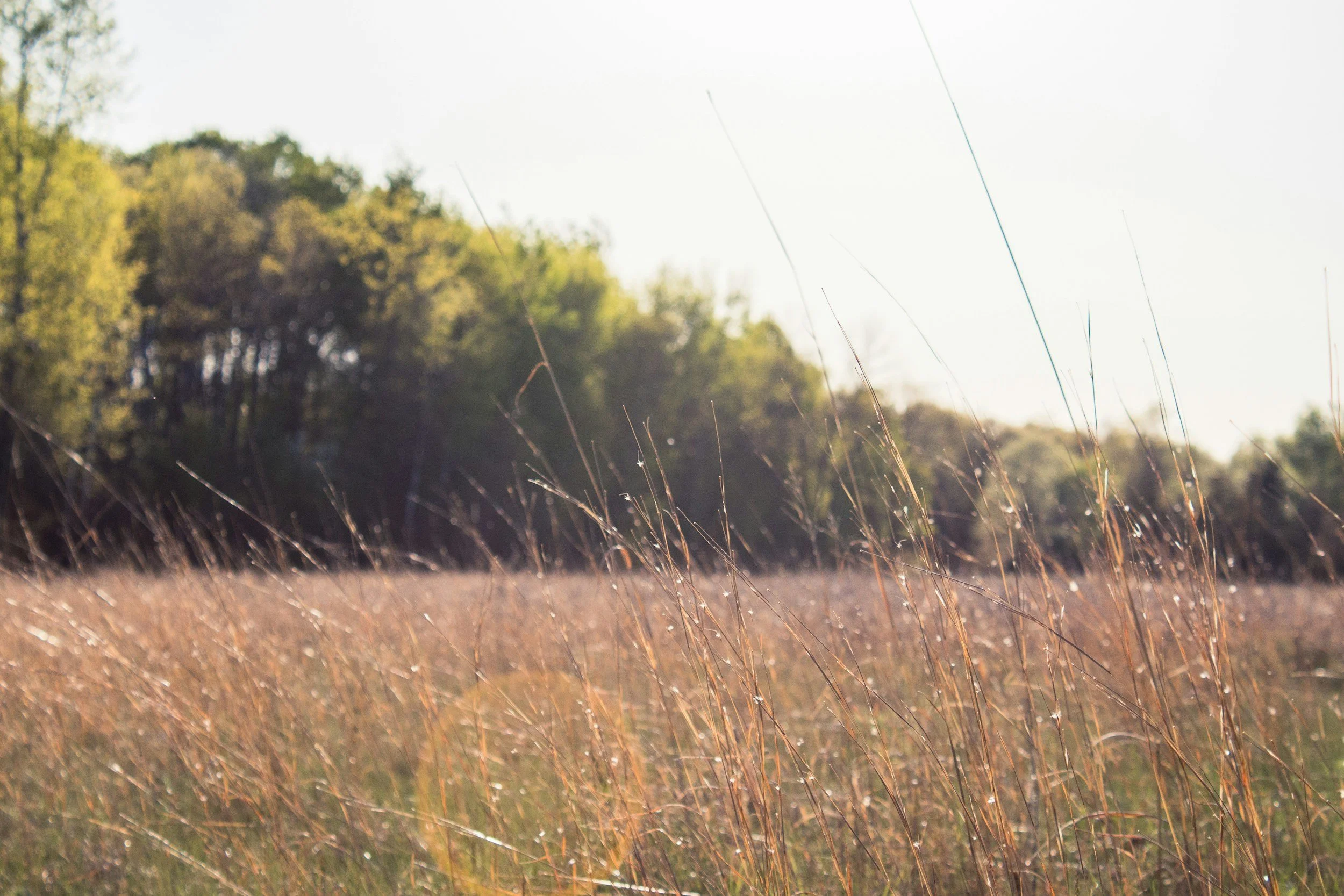 A field of tall, dry grasses with green trees in the background under a bright, slightly cloudy sky.