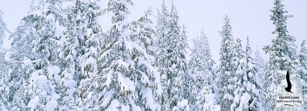 Snow-covered trees in a winter landscape with a small logo of a bird at the bottom right corner.
