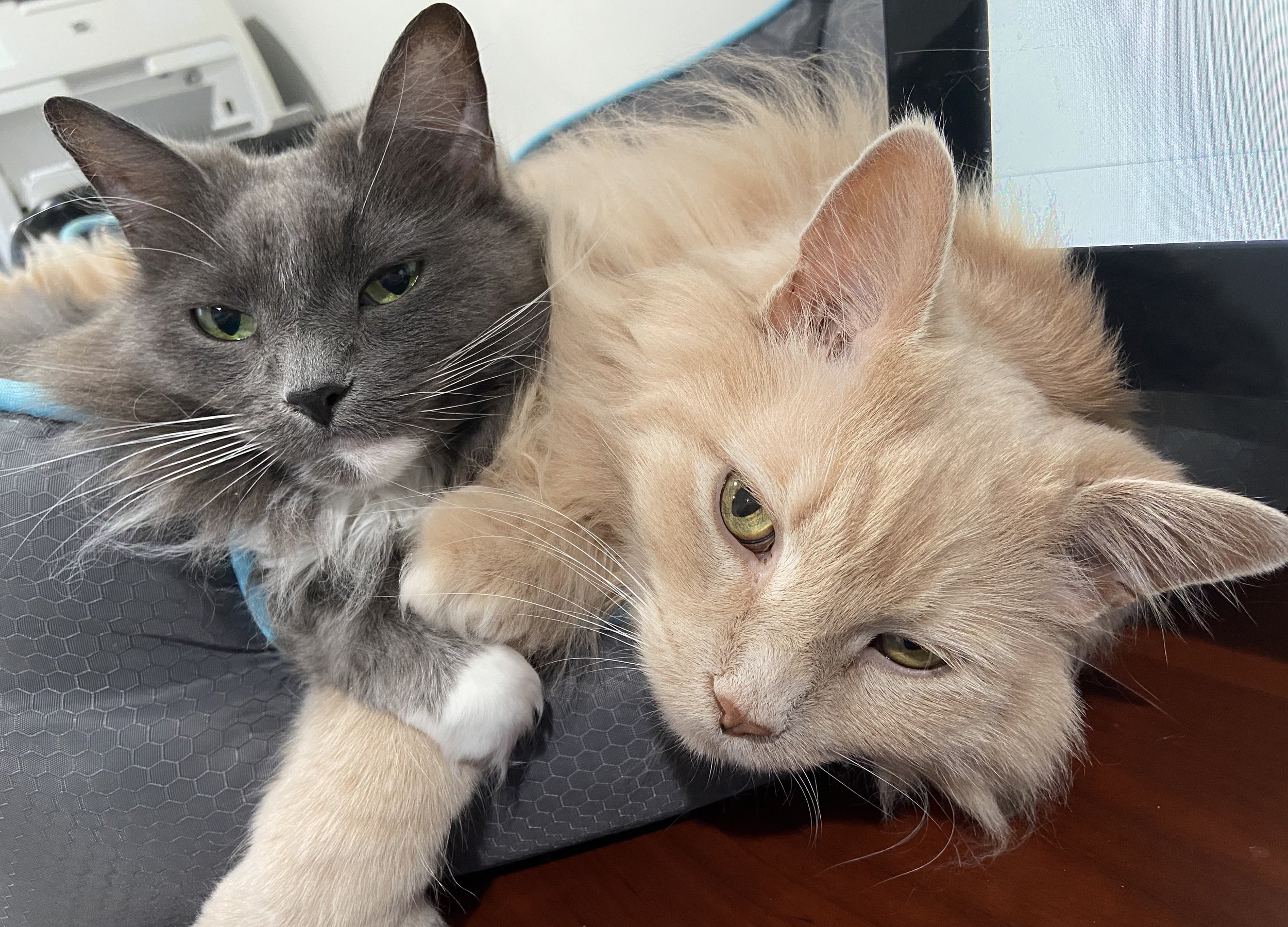 In Cat Years