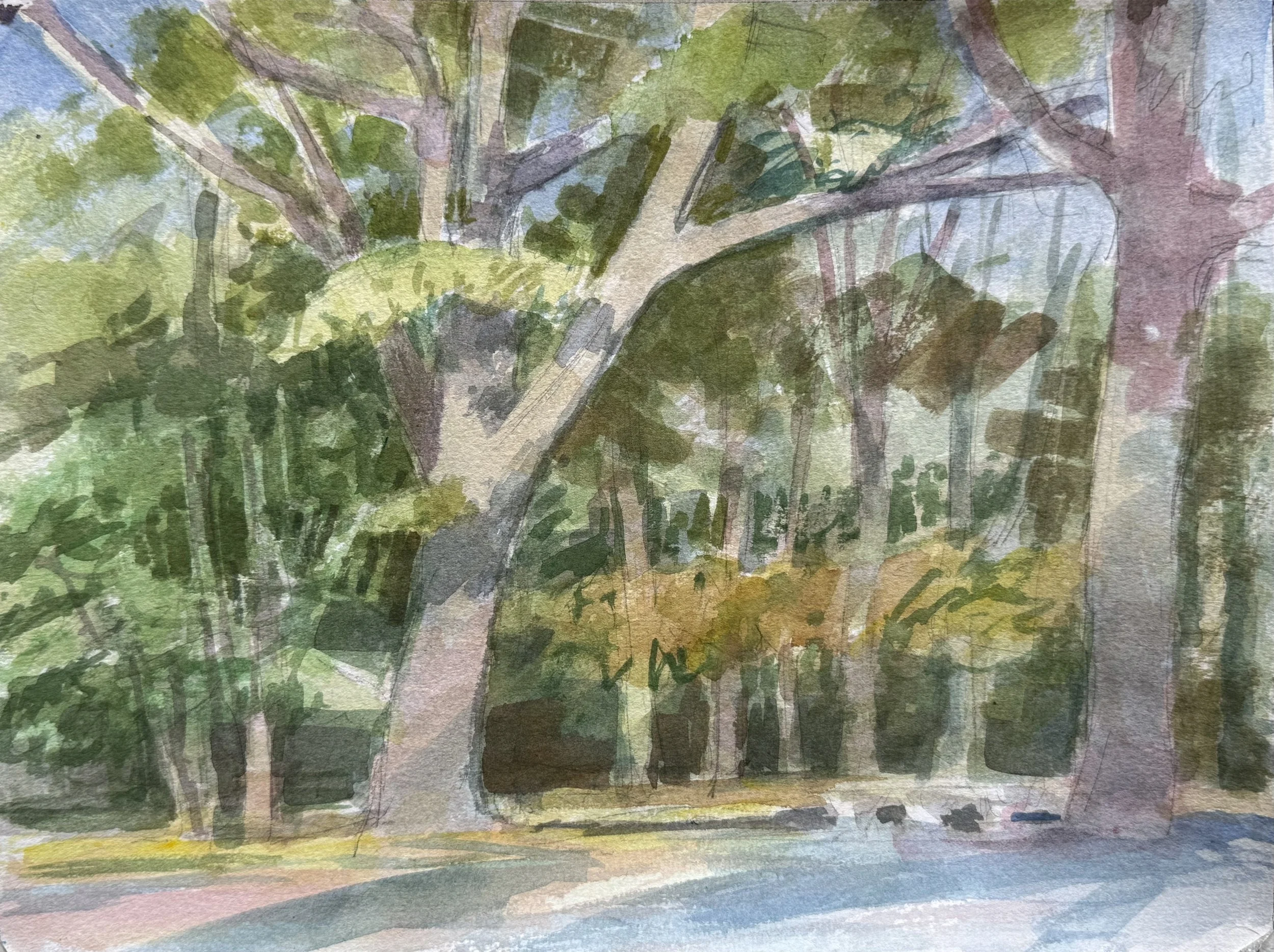 Trees and Afternoon Shadows, 9" X 12"