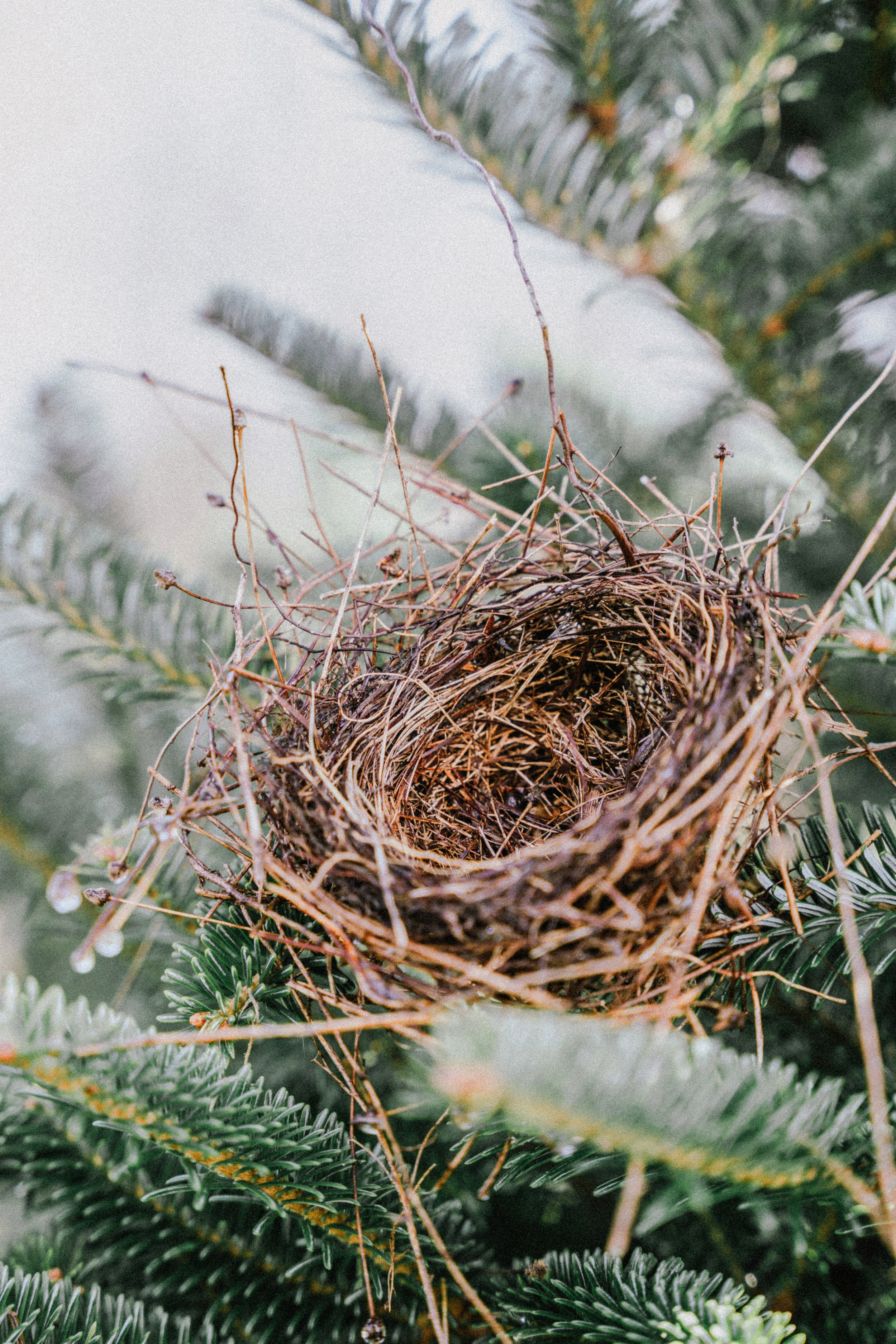 A bird's nest made of twigs and branches located among green pine tree branches.