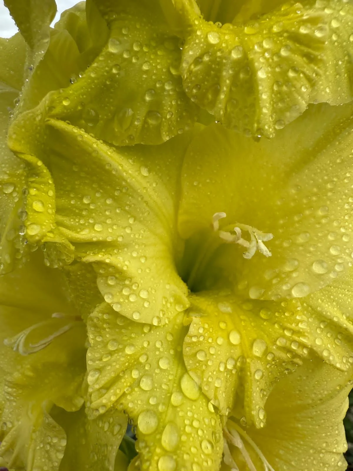 Close-up of a yellow flower with petals covered in water droplets.