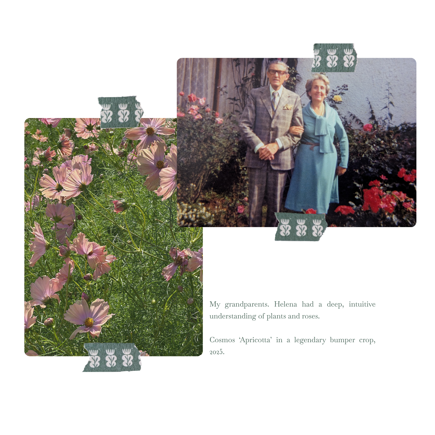Colorful garden with pink and purple flowers in the foreground, and a vintage black-and-white photo of a man and woman standing outside among bushes and flowers, all taped together with decorative tape.