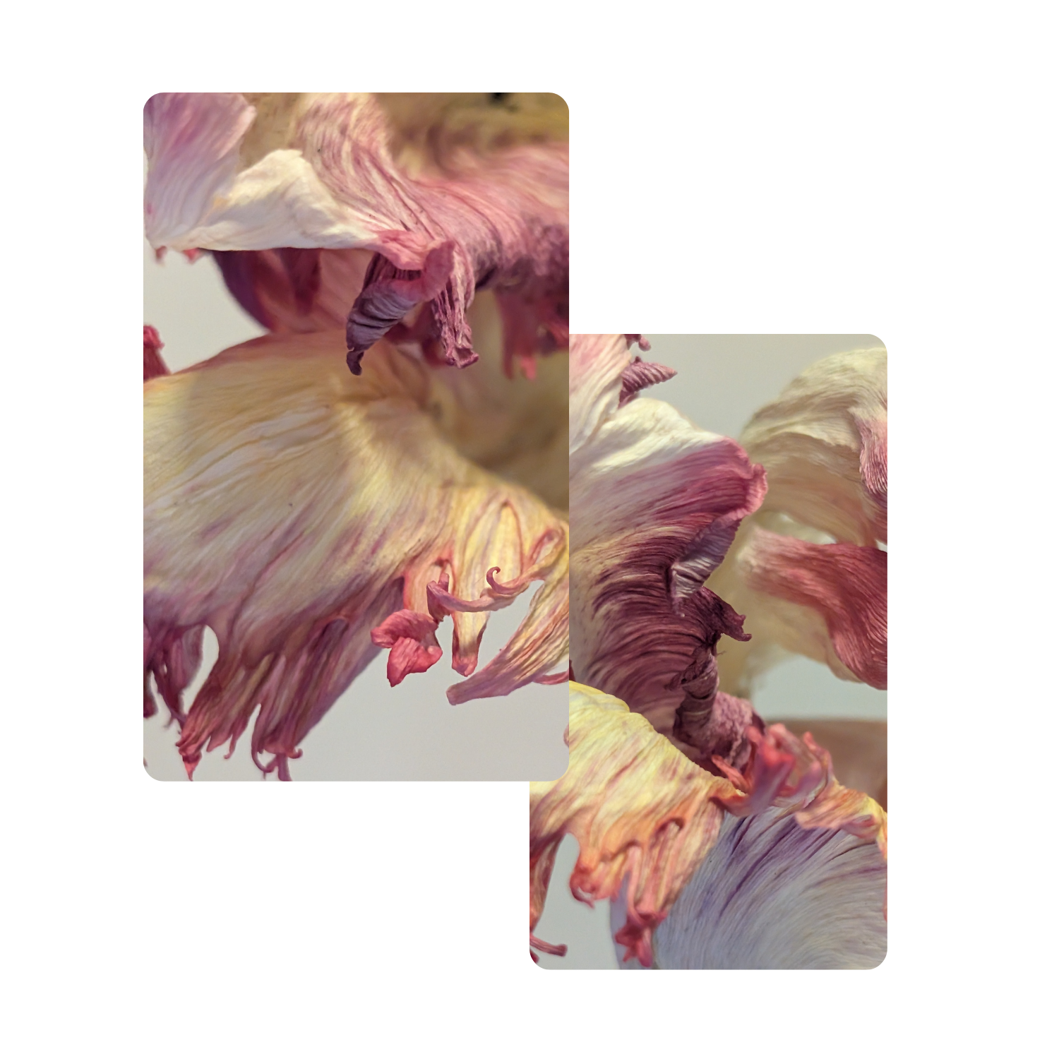 Close-up of dried, wilted, multicolored flower petals with pink, cream, and purple hues.