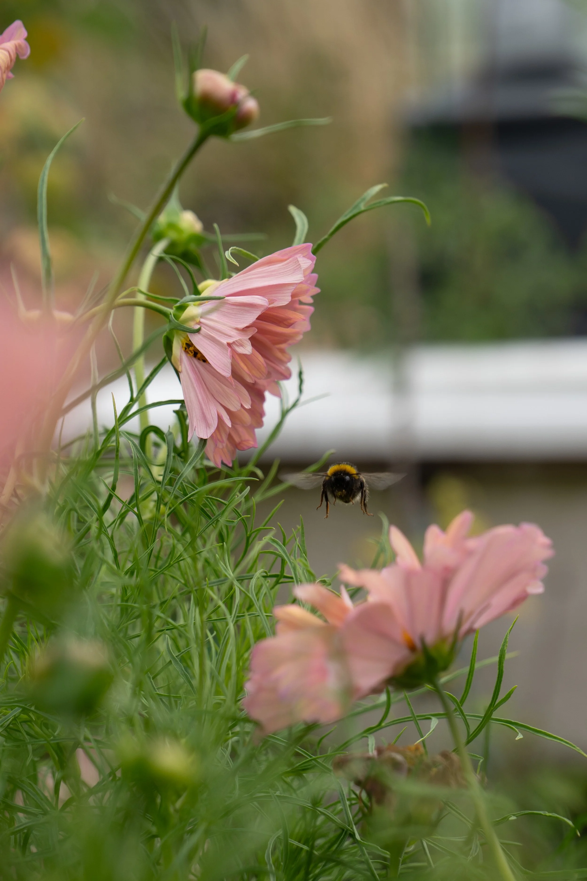 A close-up of pink flowers with a bee flying near them, set in a garden or outdoor setting.