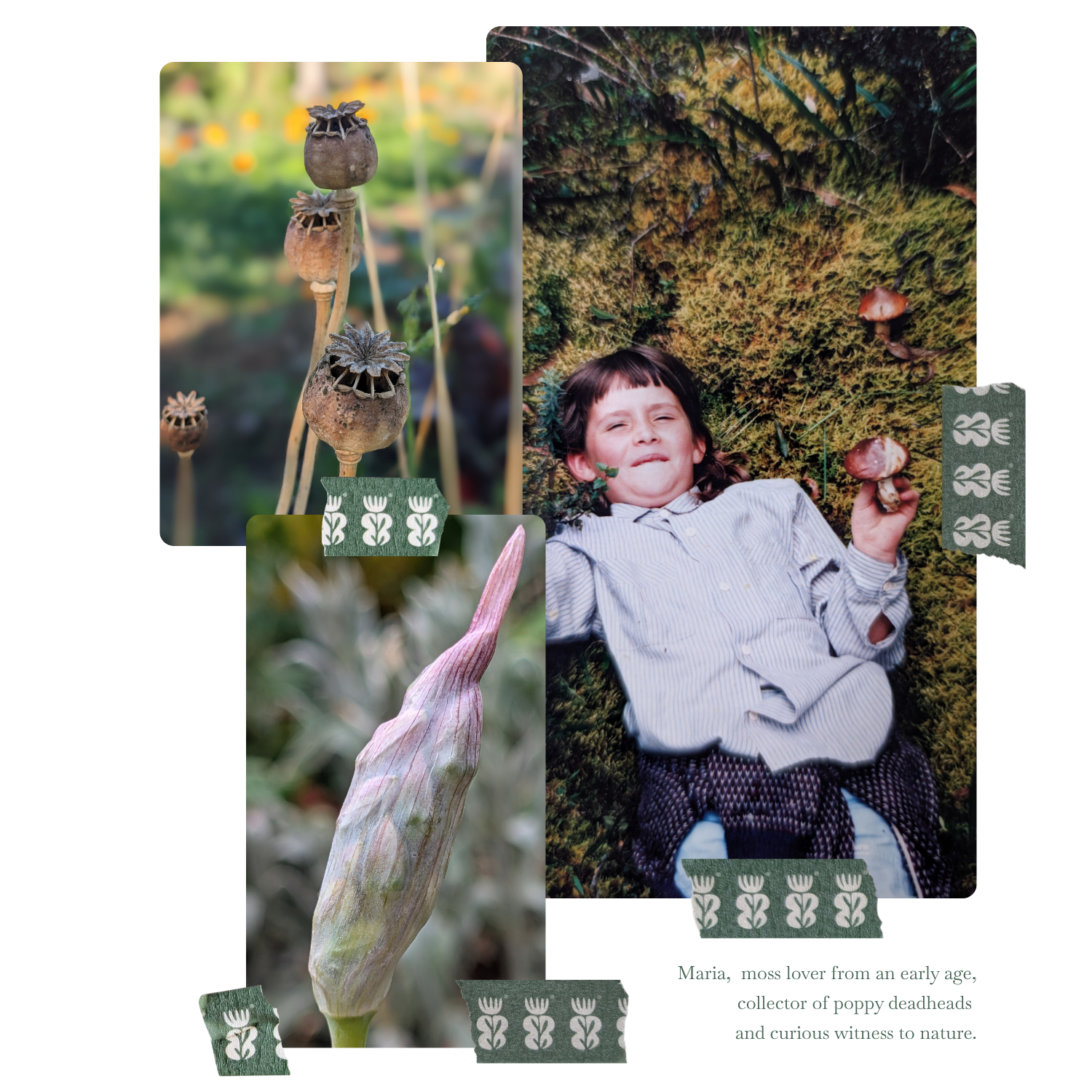A collage of three images. The first image shows dried poppy seed pods on stems. The second image displays a close-up of a large onion bulb. The third image features a young boy lying on moss, holding a mushroom, with a playful expression.