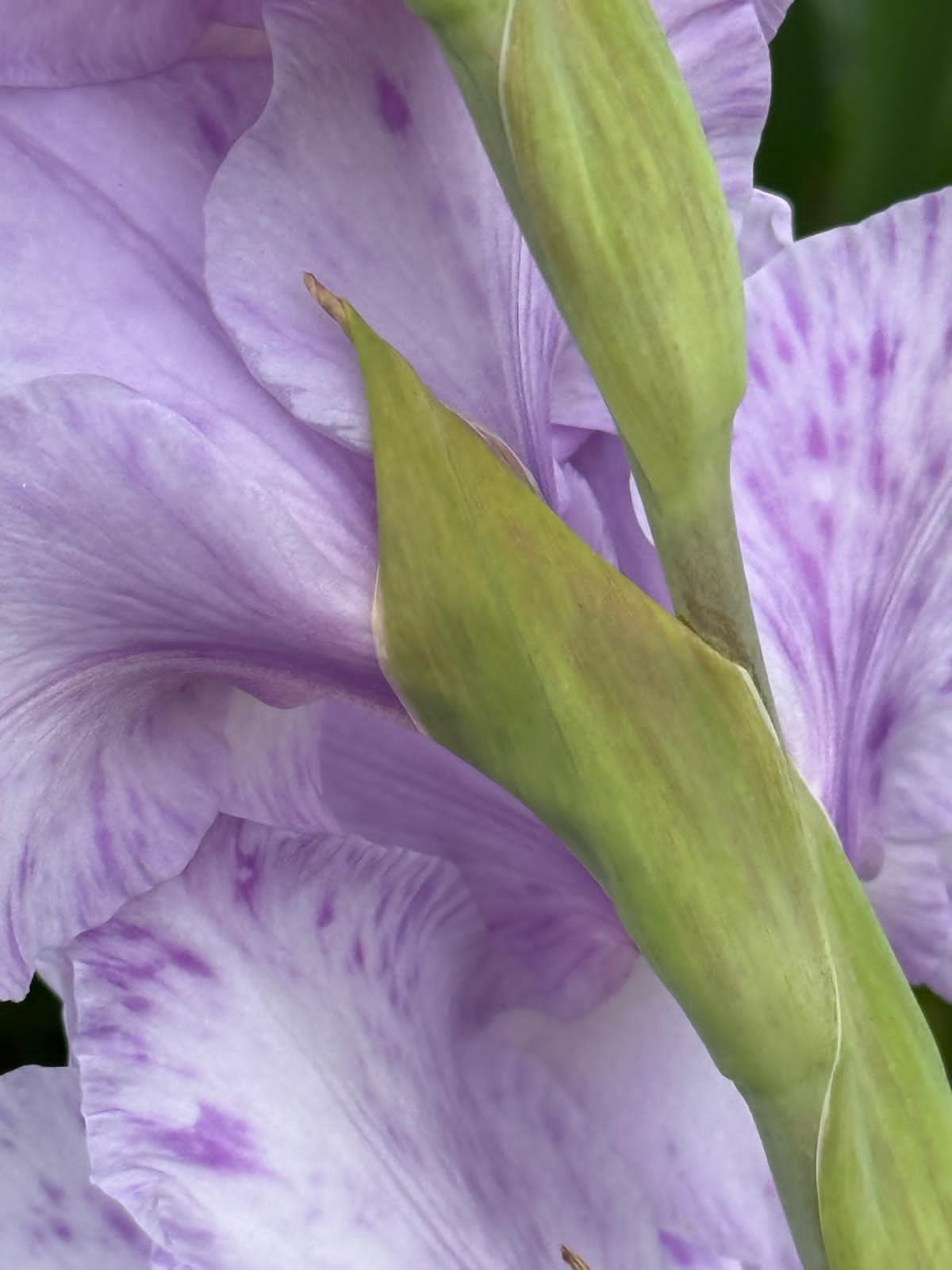 Close-up photograph of a purple and white flower with a green stem.