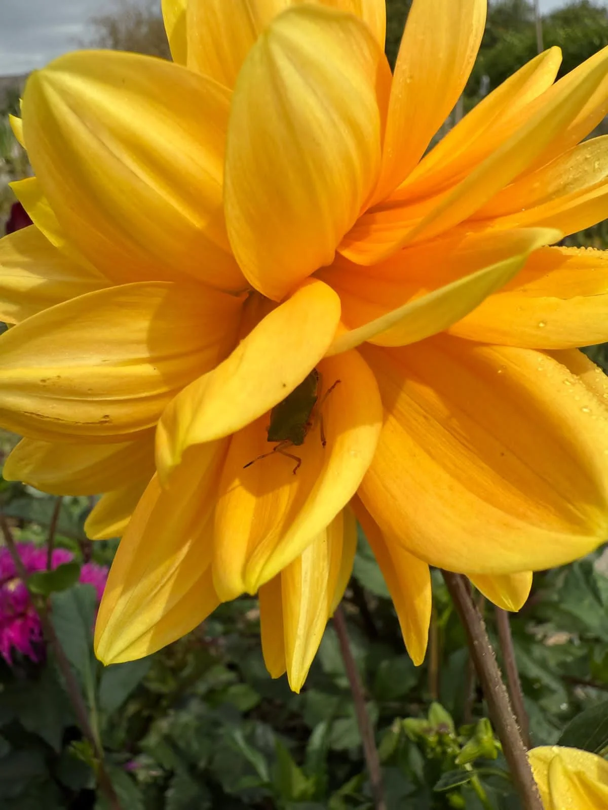 Close-up of a large yellow dahlia flower with multiple petals, some with orange tints, surrounded by green leaves in a garden setting.
