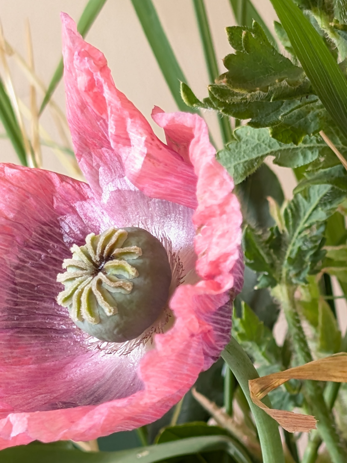 A close-up of a pink poppy flower with a green seed pod in the center, surrounded by green leaves and stems.