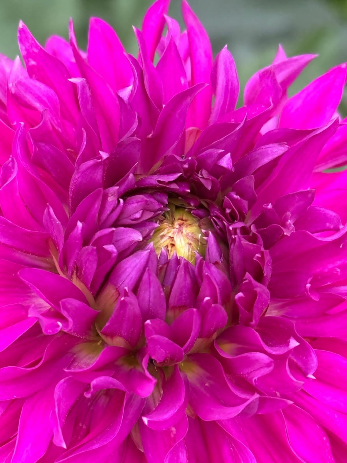 Close-up of a vibrant pink dahlia flower with detailed petals.
