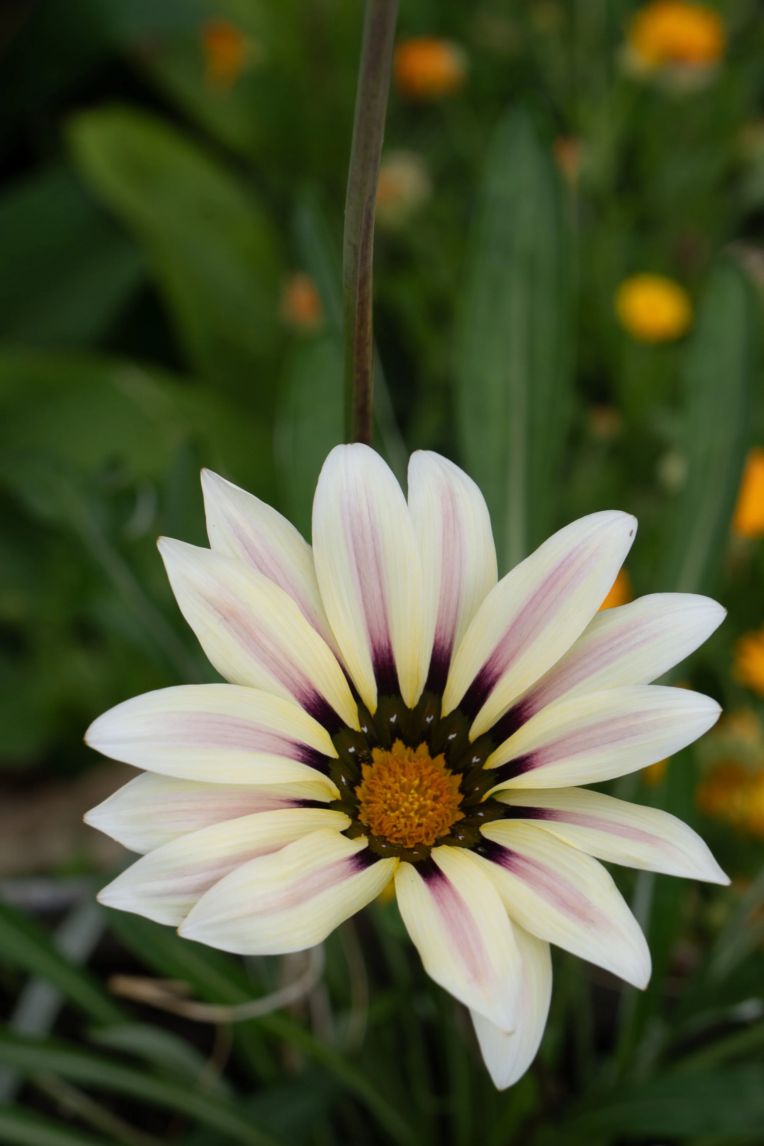 Close-up of a white and purple flower with a yellow center, surrounded by green foliage.